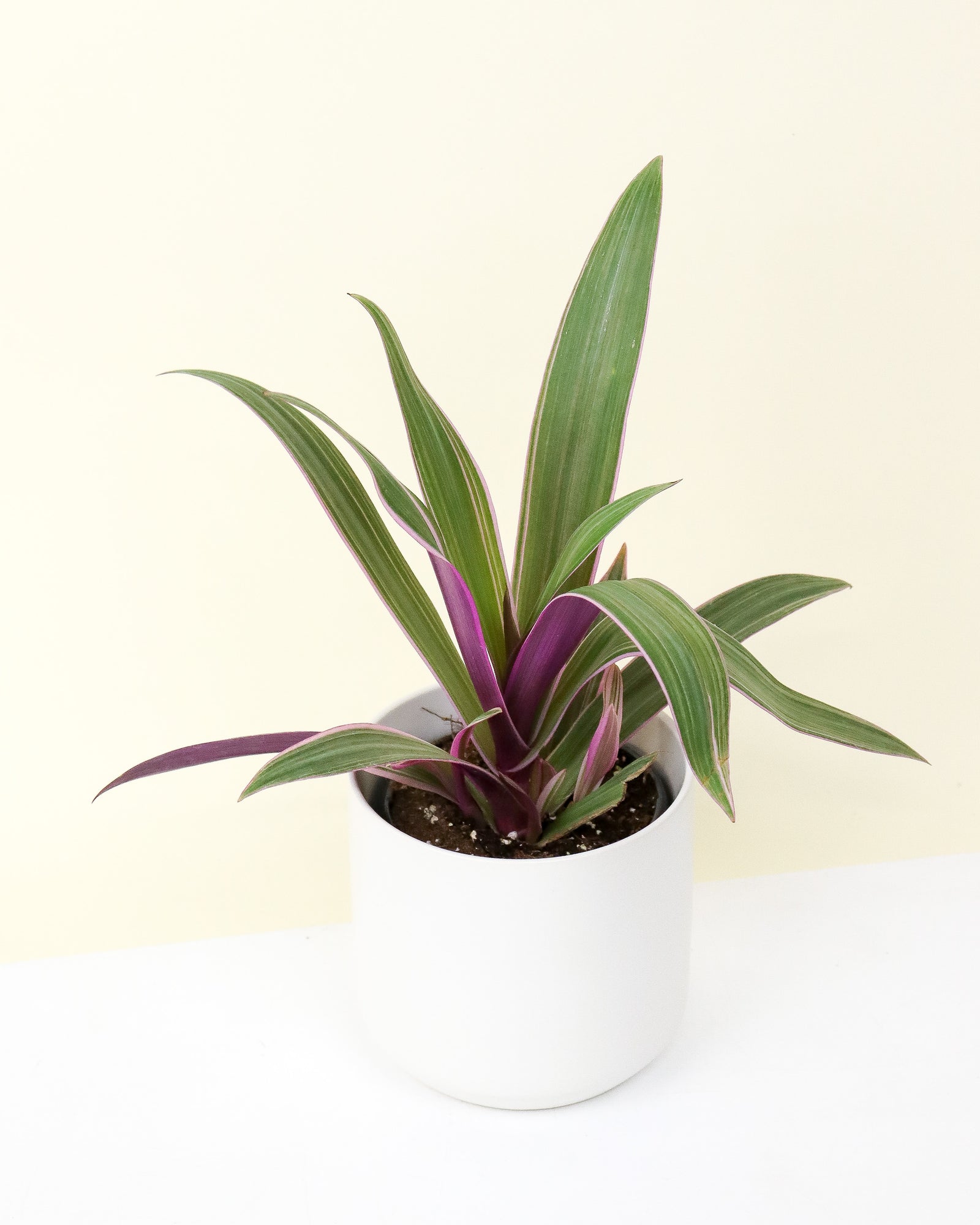 Tradescantia « Spathacea rhoeo »