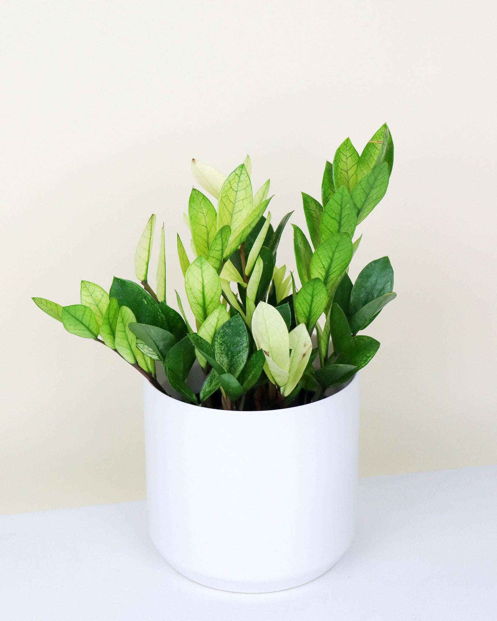 Zamioculcas Zamiifolia « Cameleon »