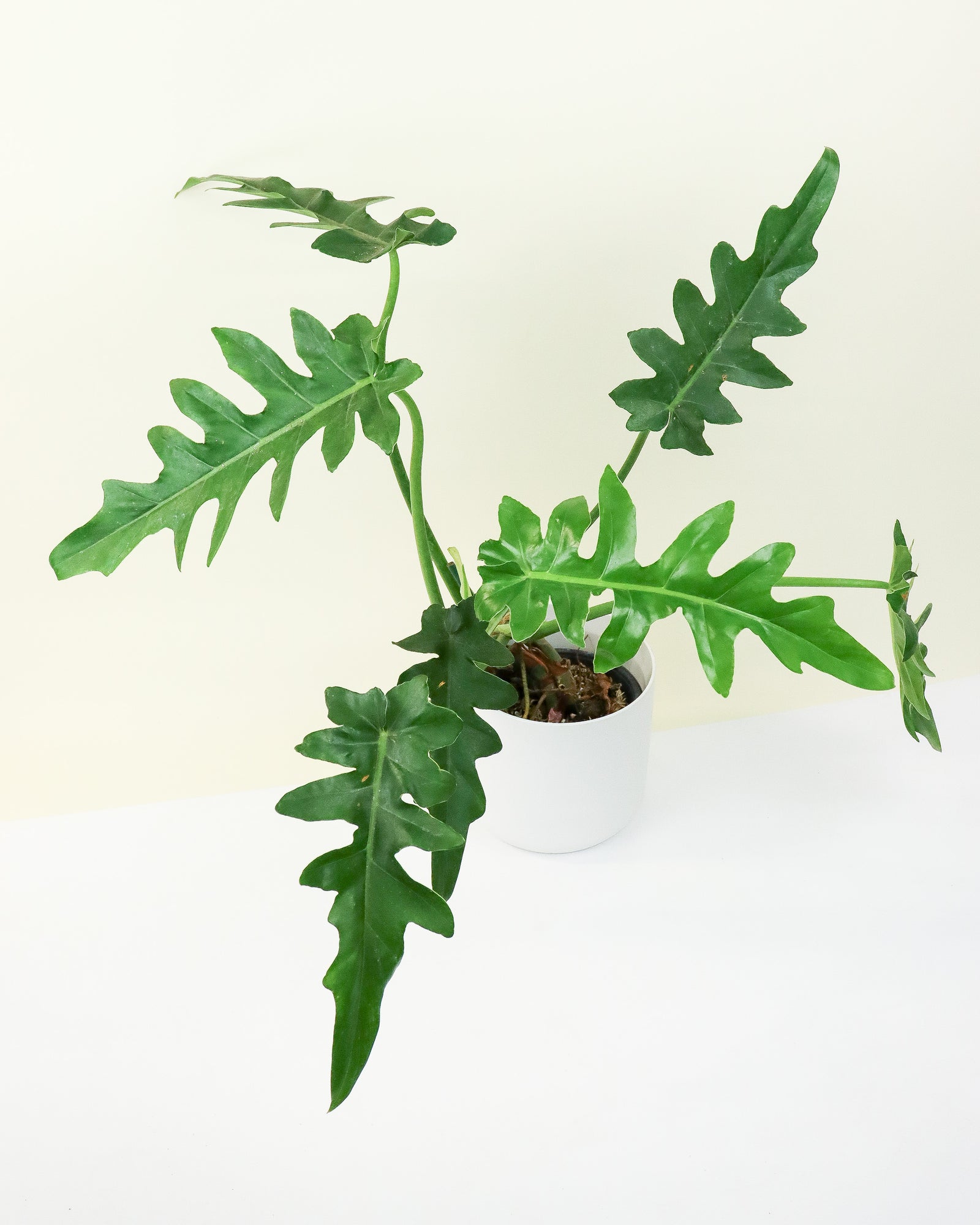 Philodendron Bob Cee