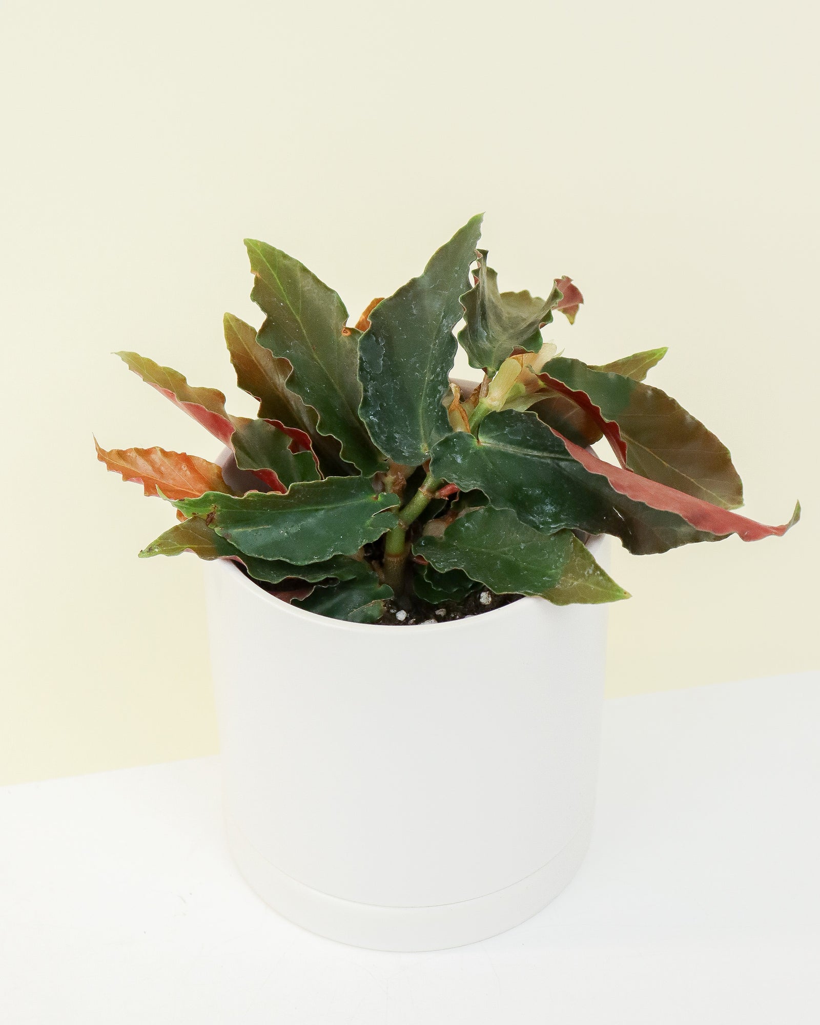 Begonia Angel Wing « Torch Pink »