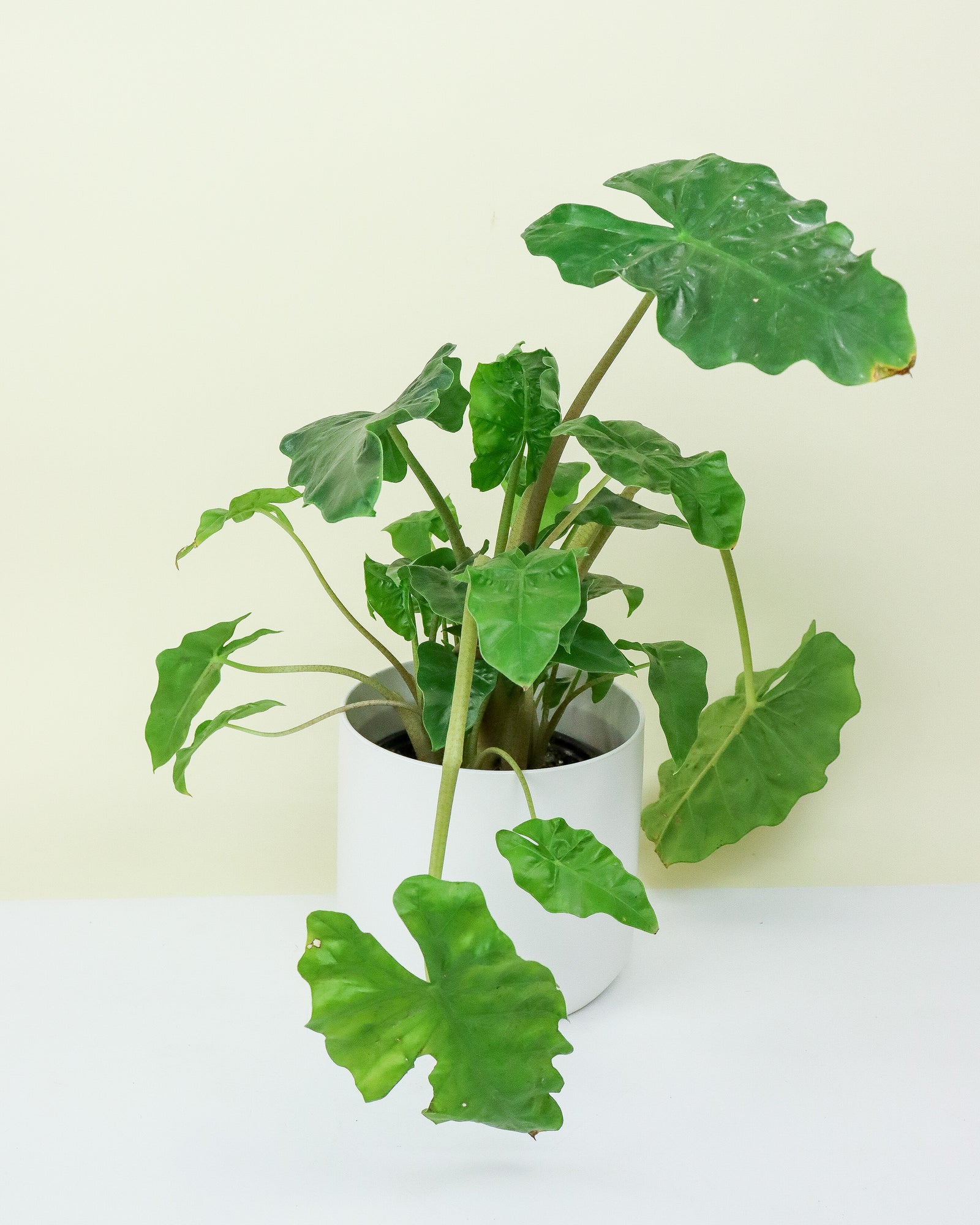 Alocasia « Low rider »