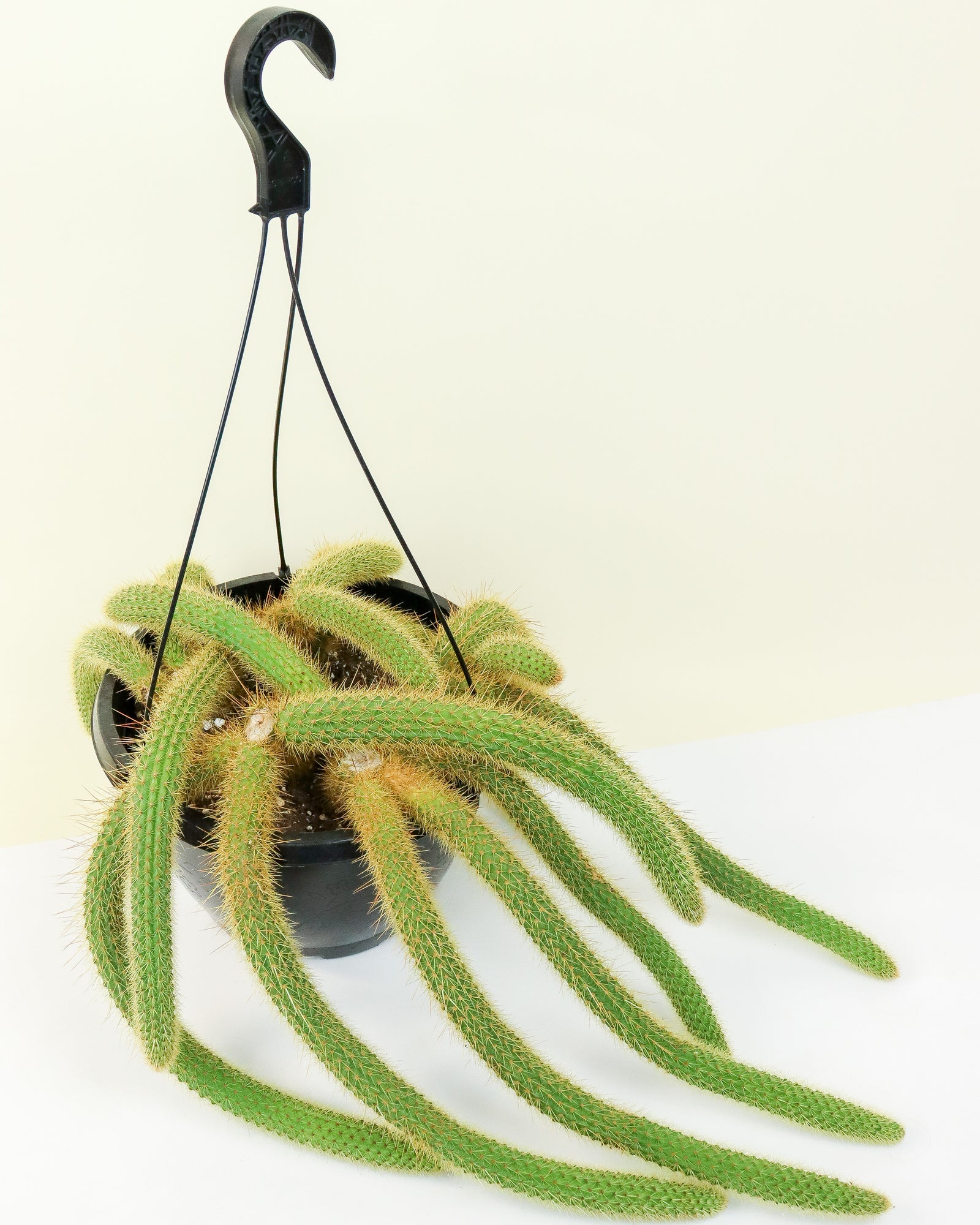 Cleistocactus winteri "Cactus queue de singe"