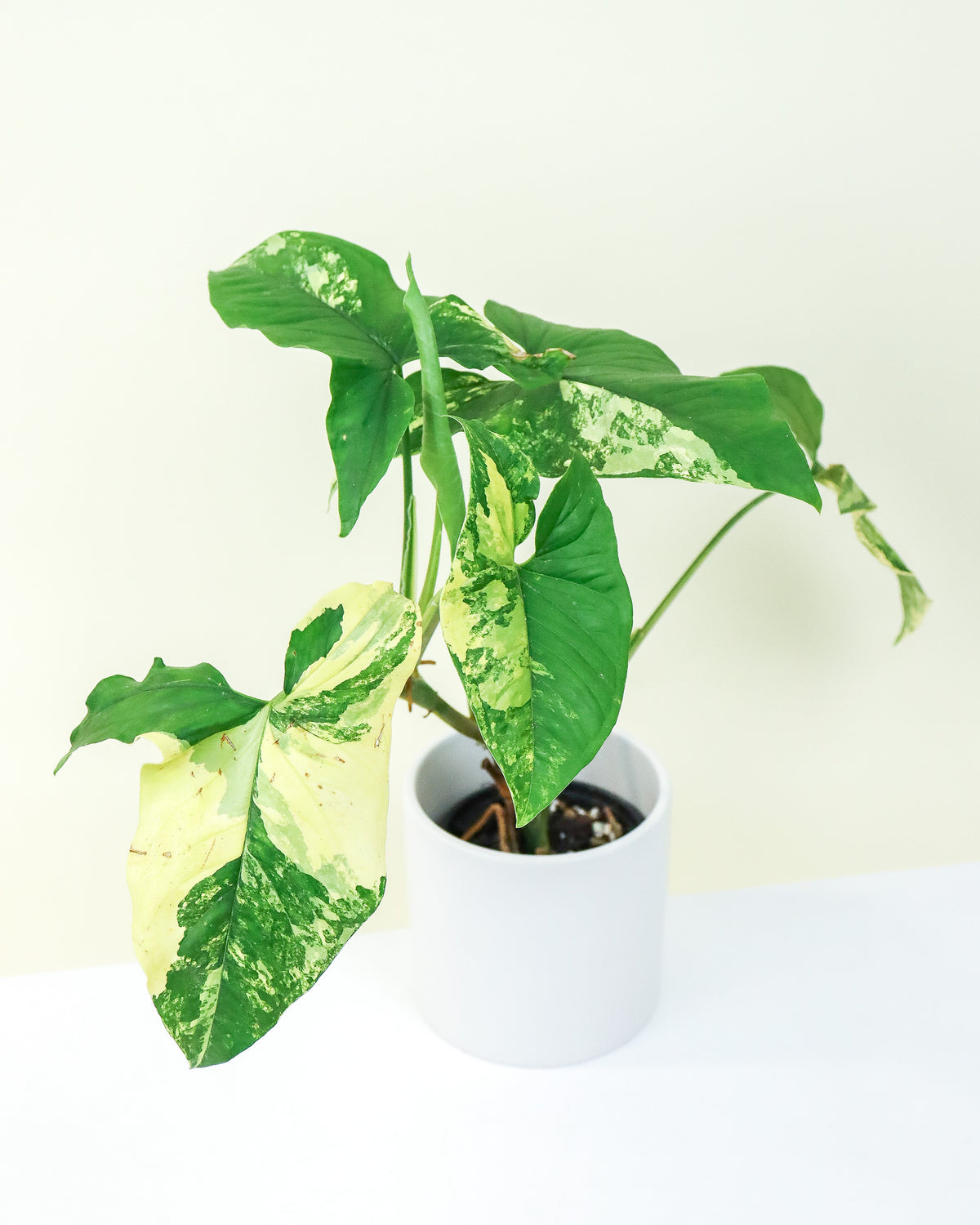 Syngonium podophyllum Aurea