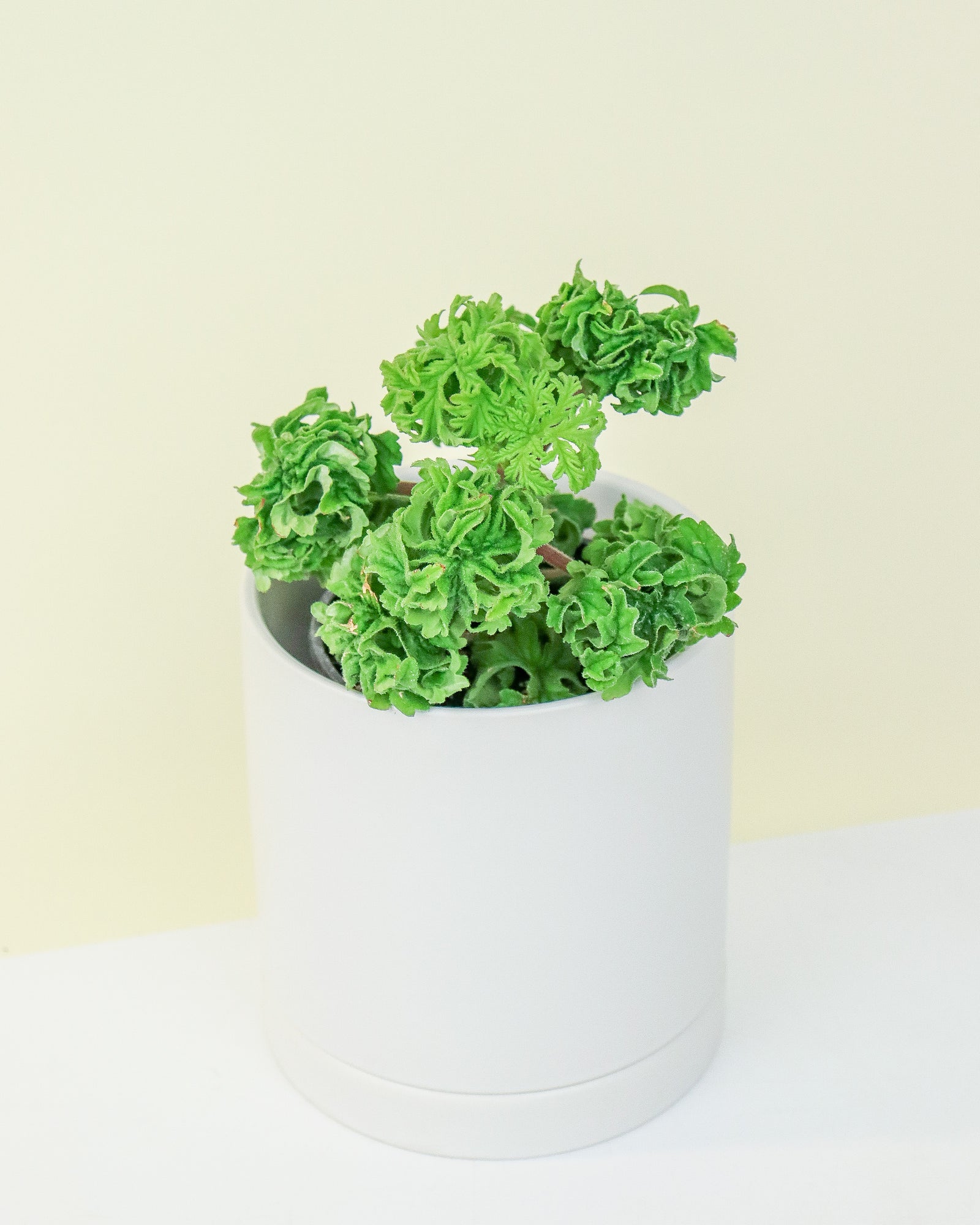 Pelargonium Graveloens