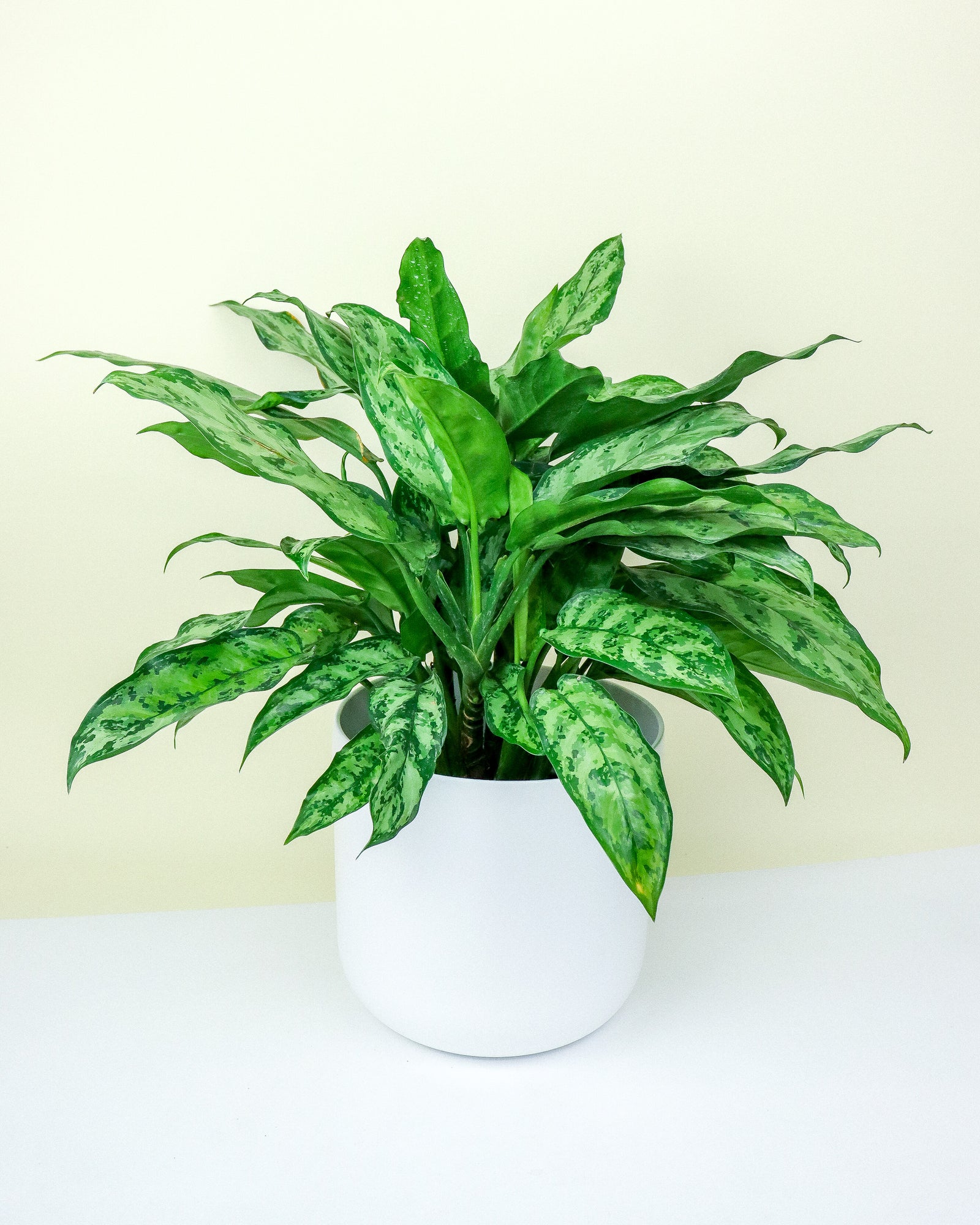 Aglaonema « Indoo Princess »