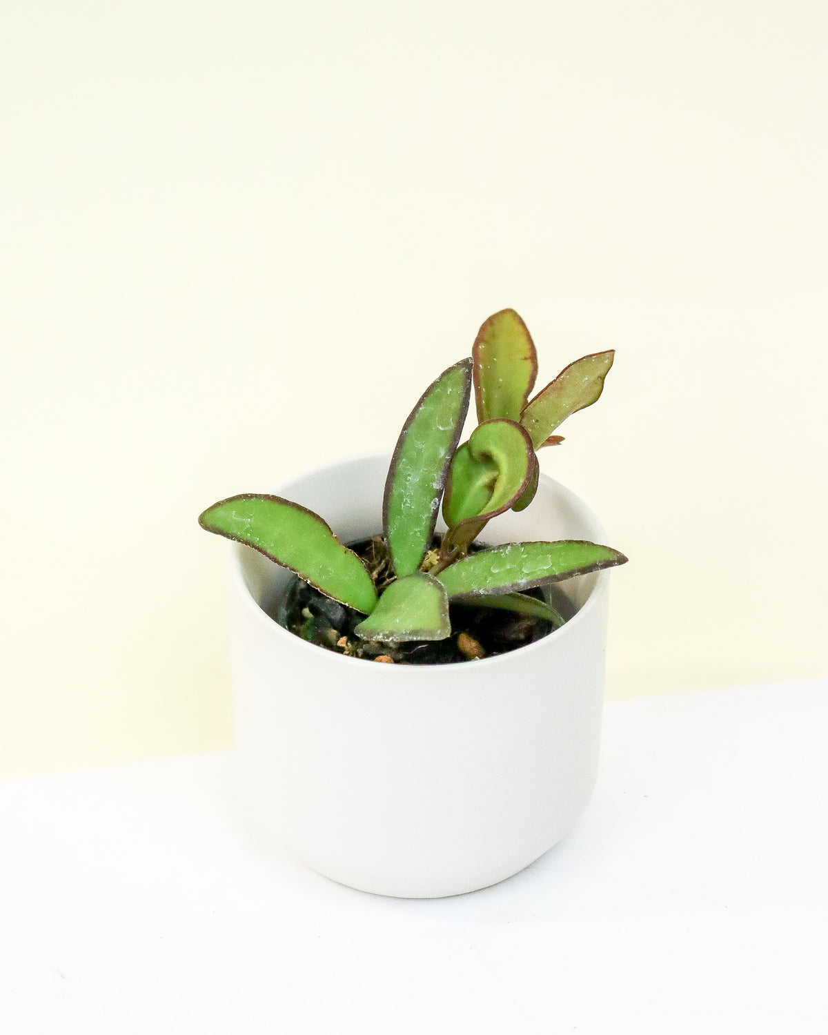 Hoya Rosita