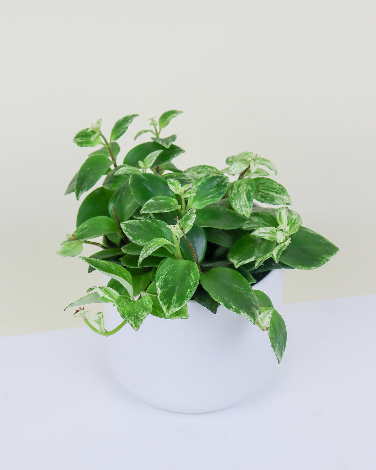 Aeschynanthus lobianus « Variegata »