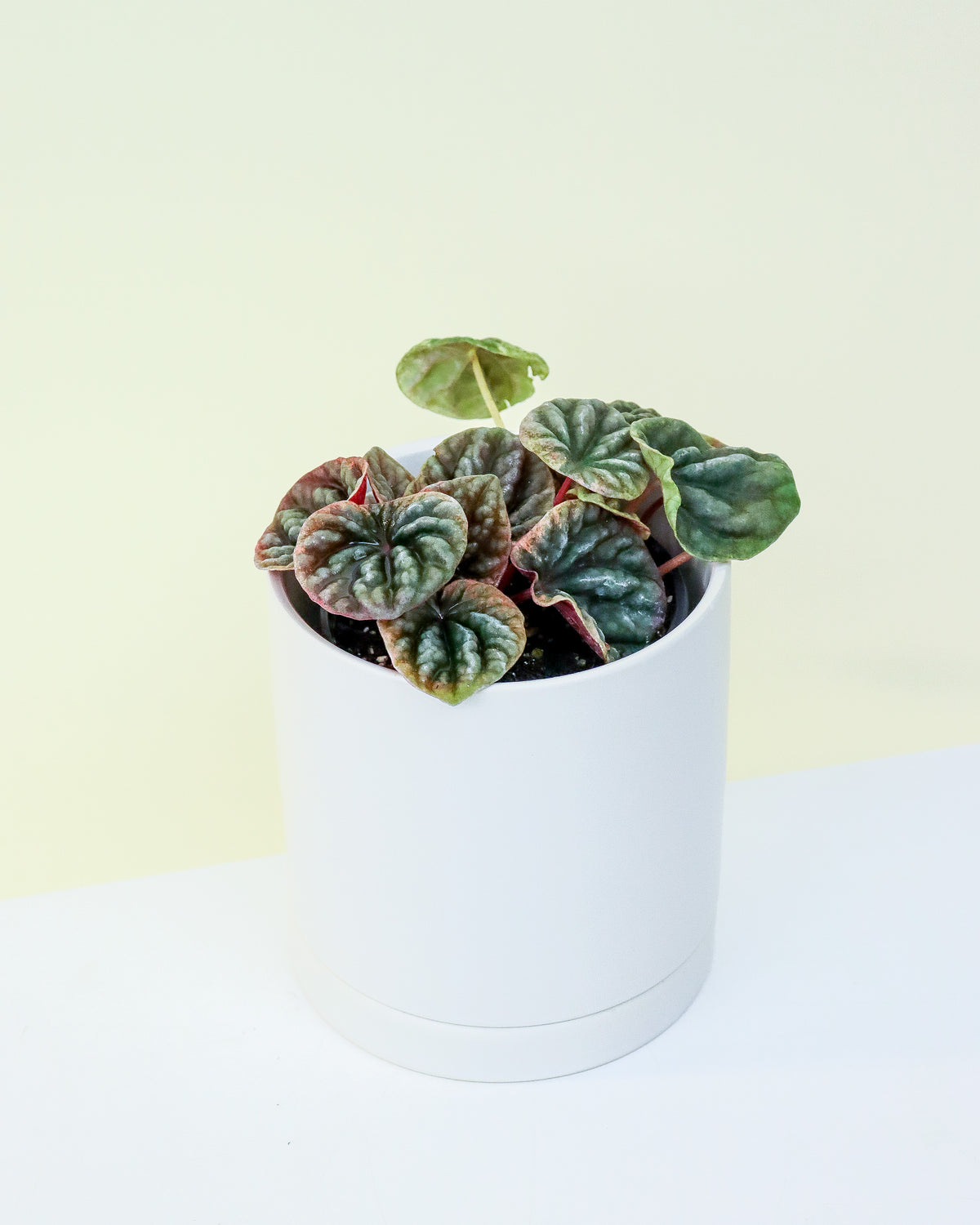 Peperomia Abricot