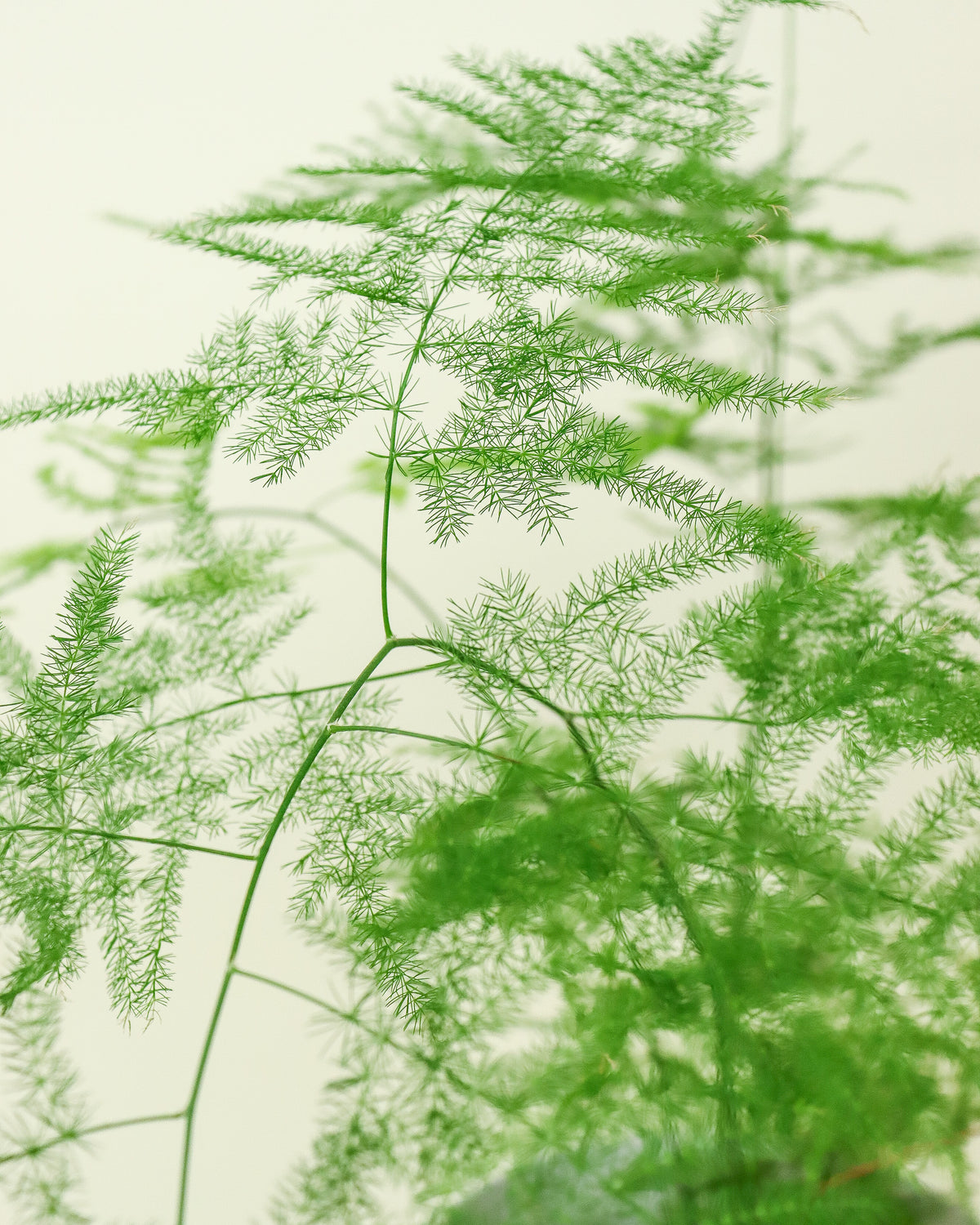 Asparagus Densiflorus