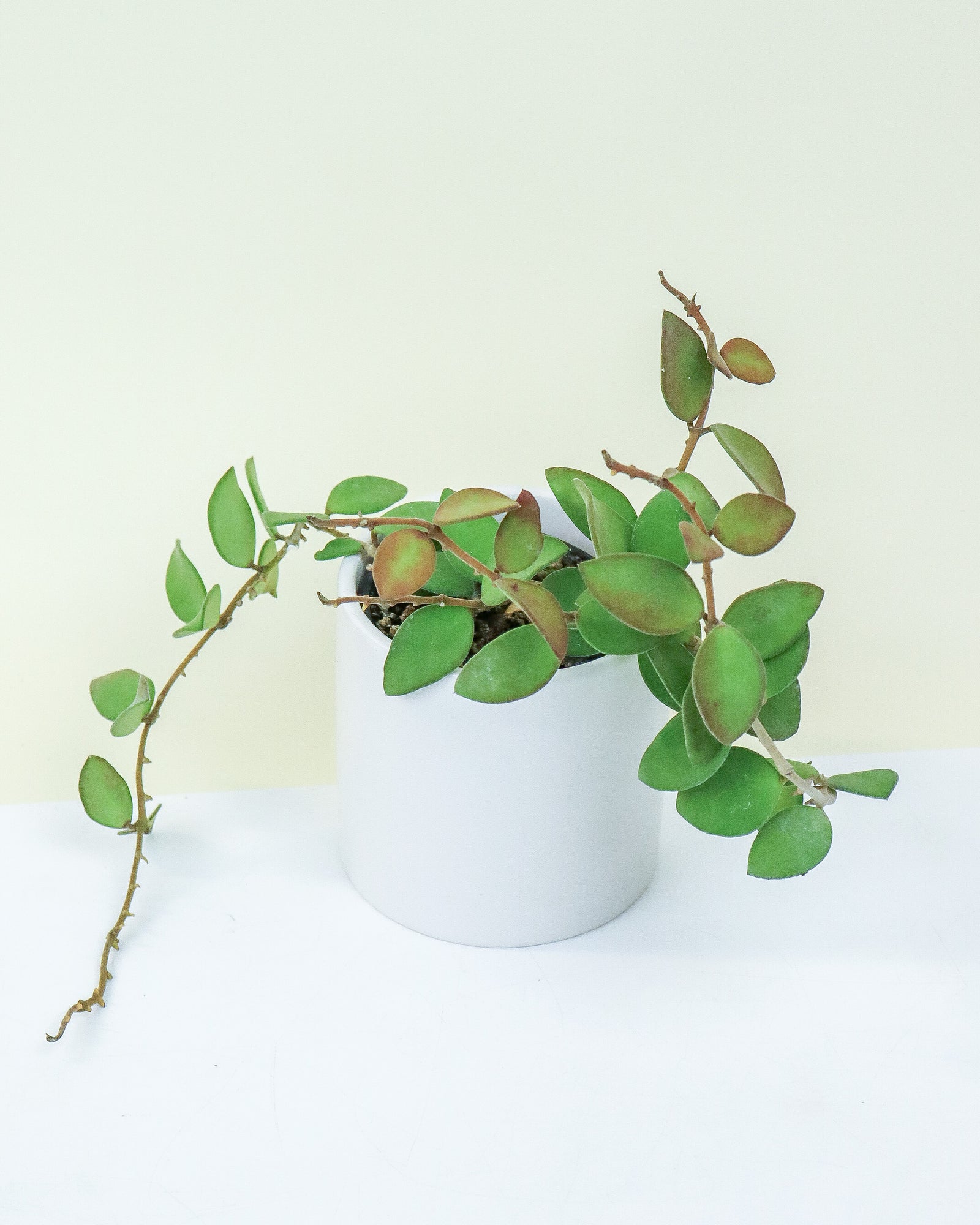 Hoya Nummularioides