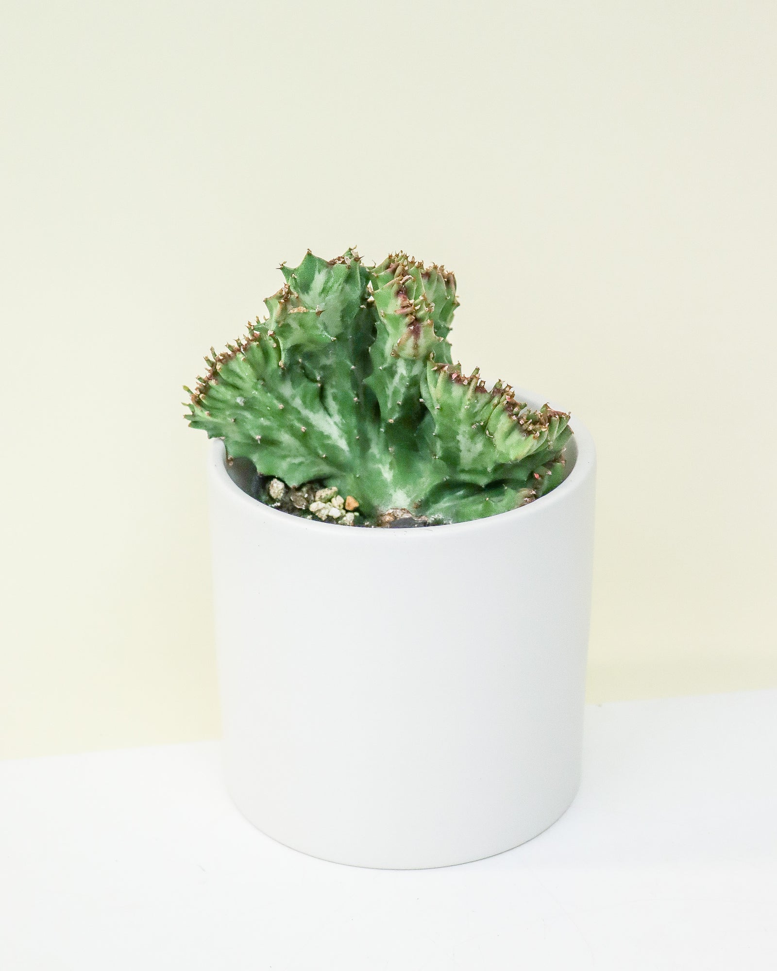 Euphorbia Lactea Cristata