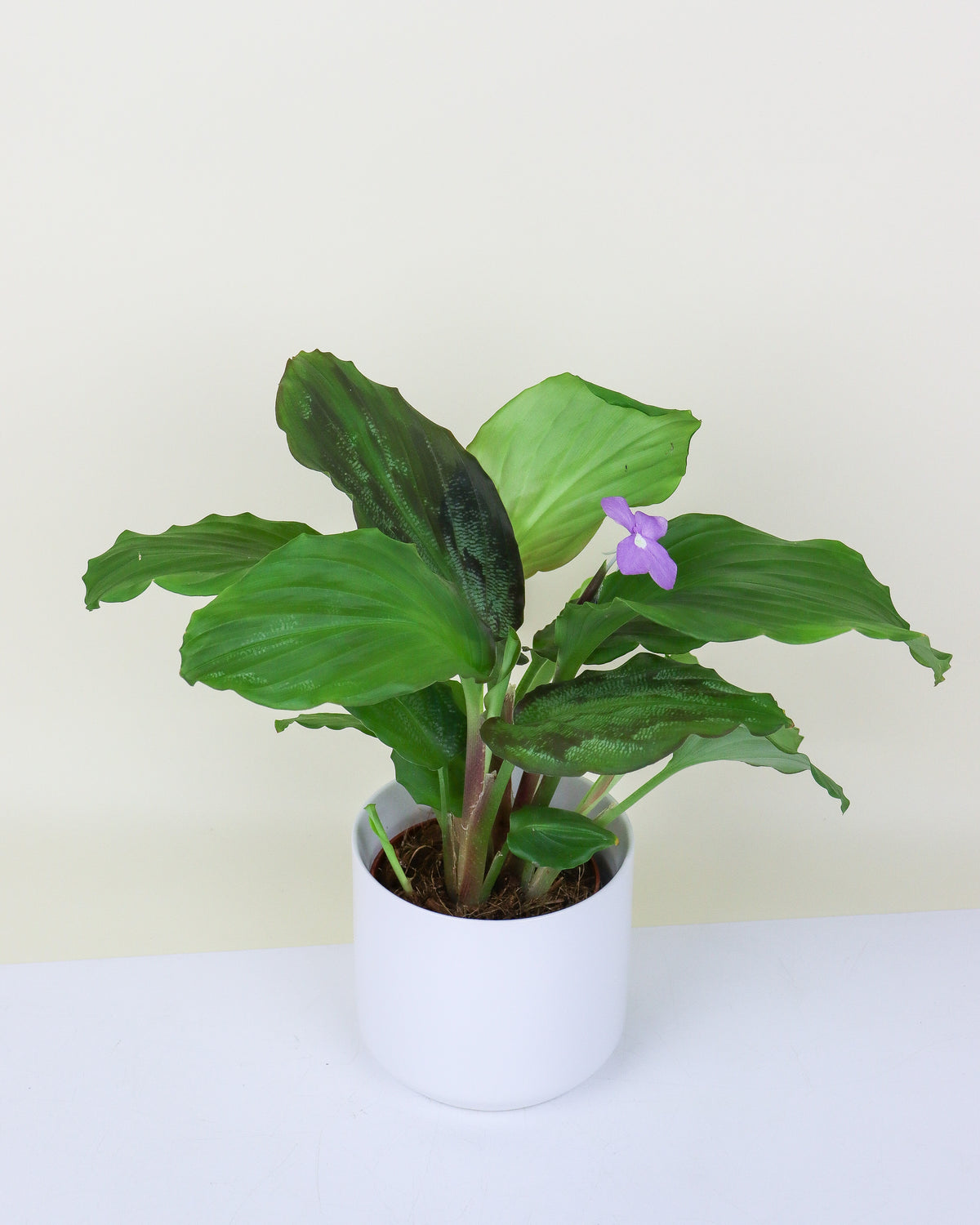 Calathea Kaempferia Elegans