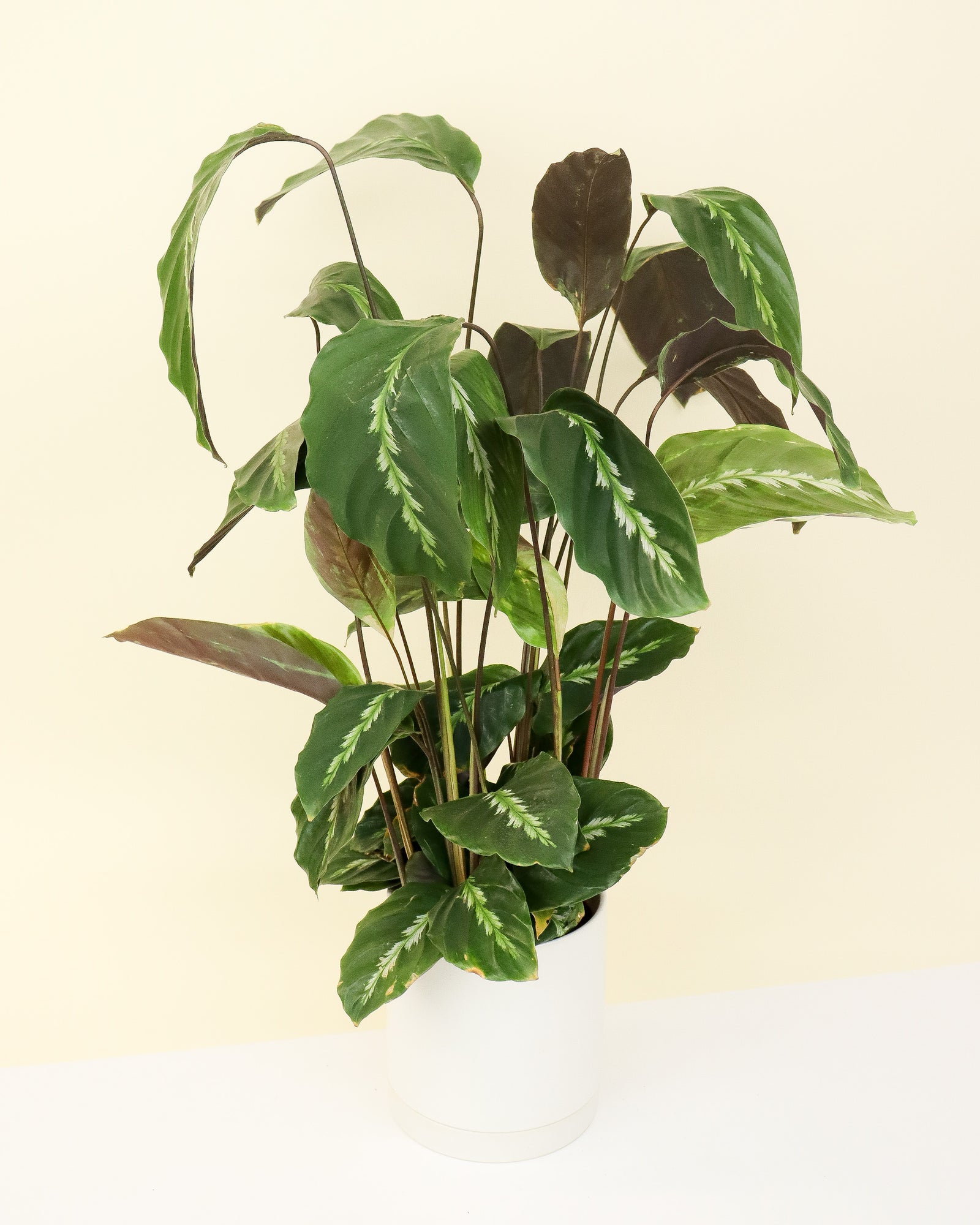 Calathea « Mauiqueen »