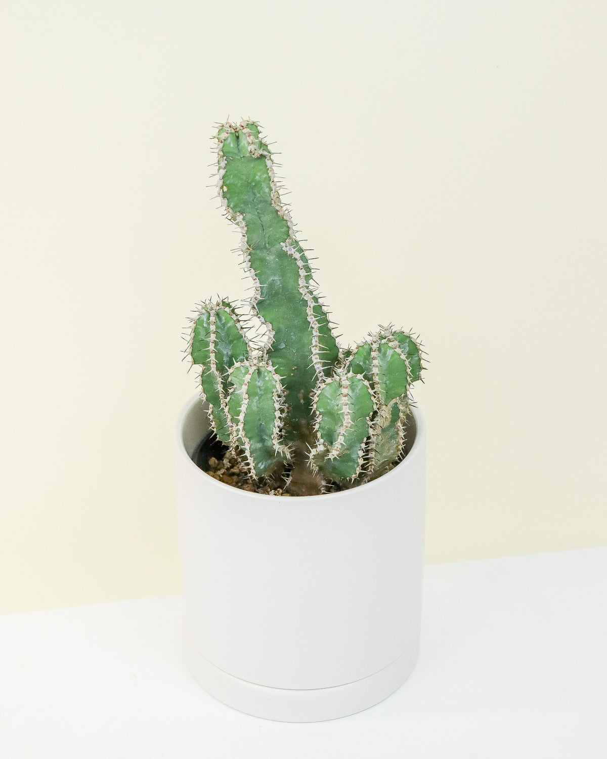 Euphorbia Polyacantha