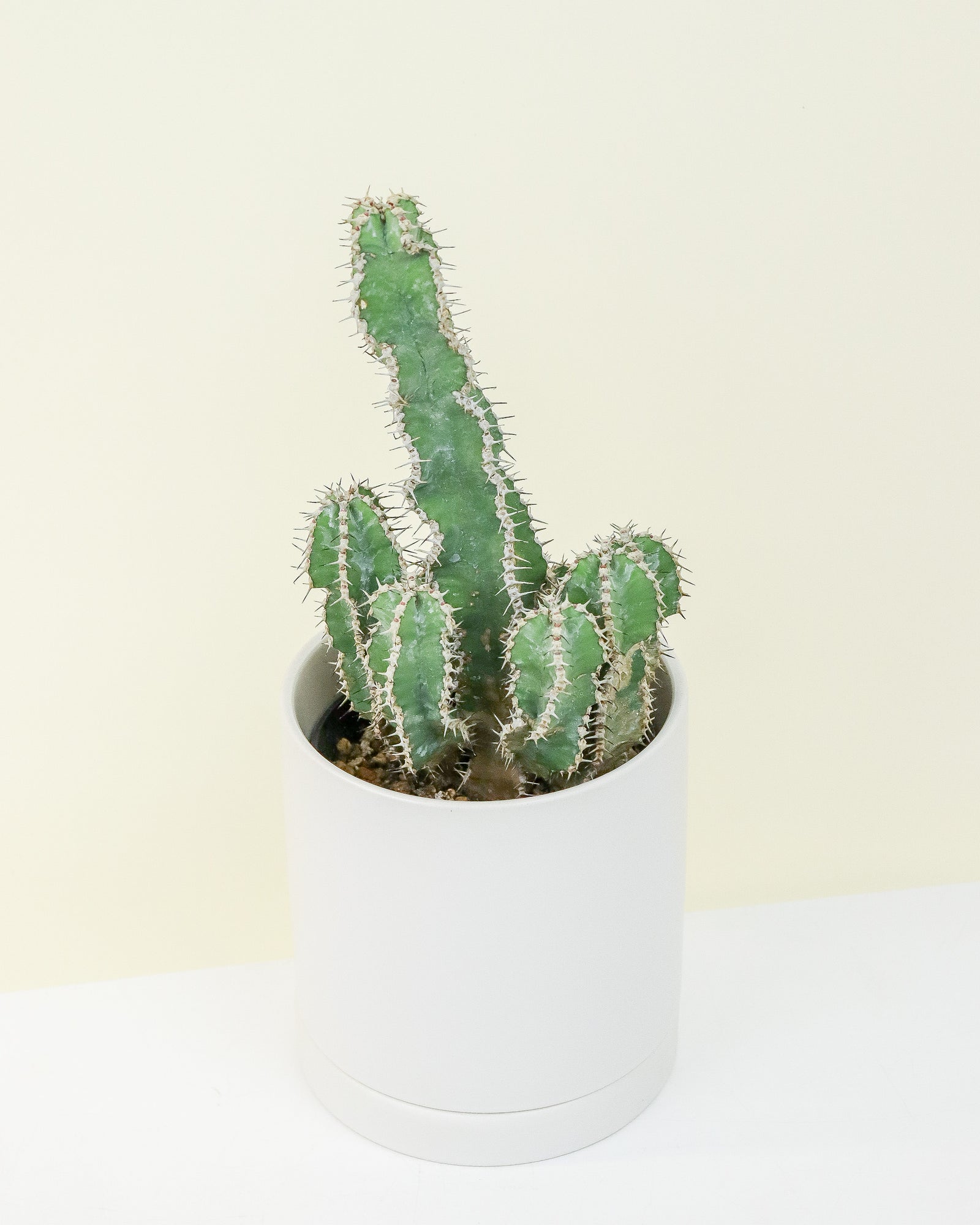 Euphorbia Polyacantha