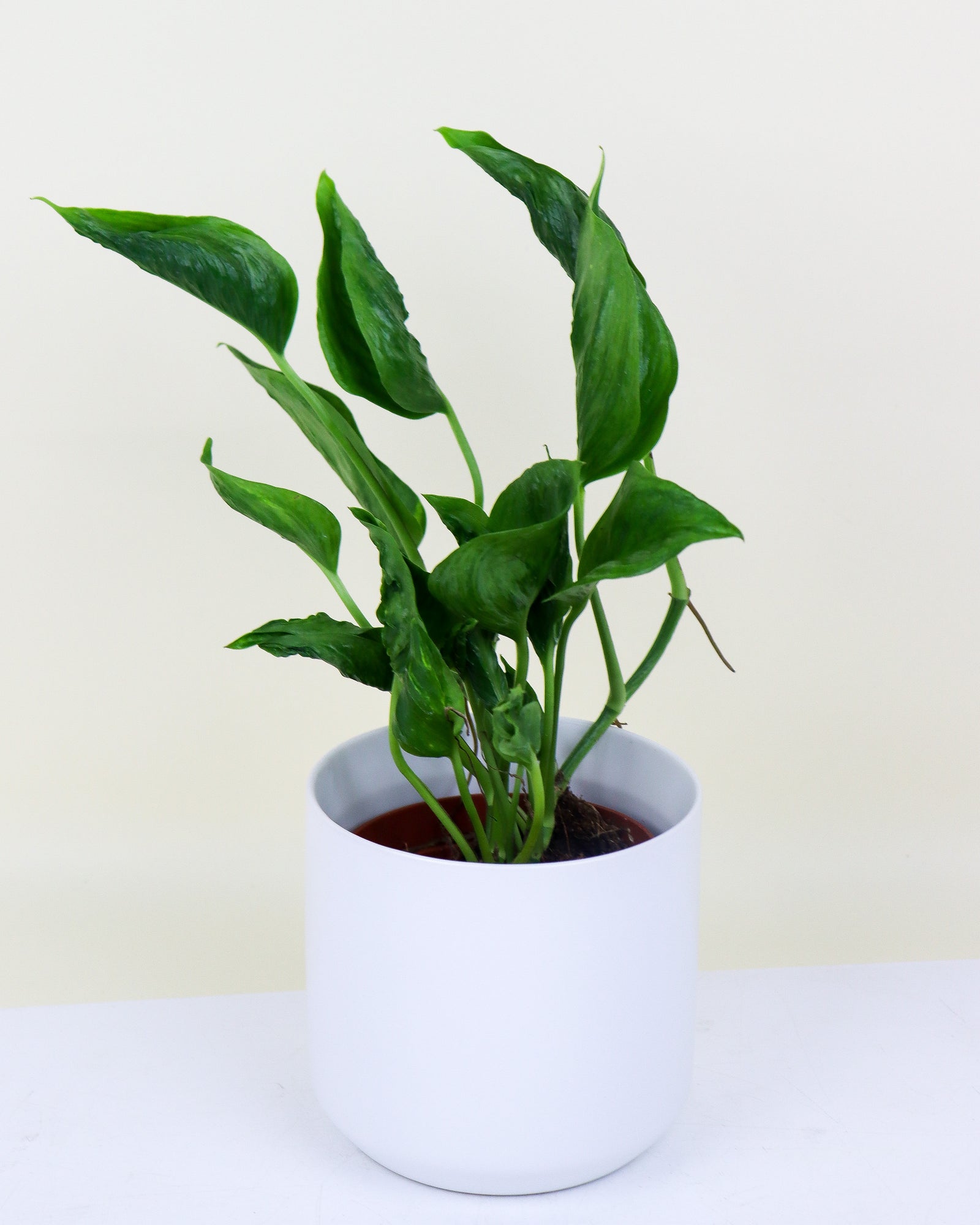 Epipremnum « Shangri La »