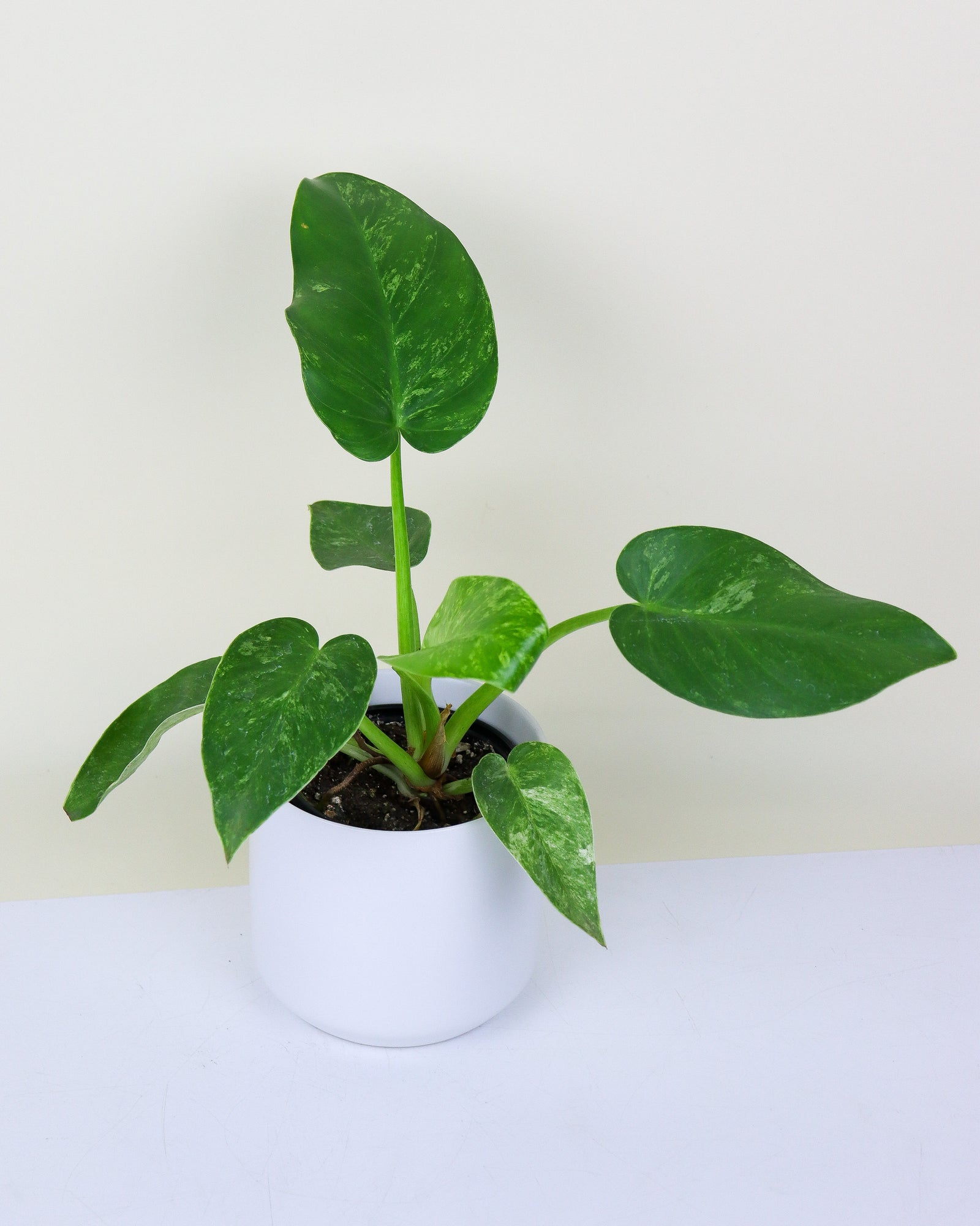 Philodendron Giganta Variegated
