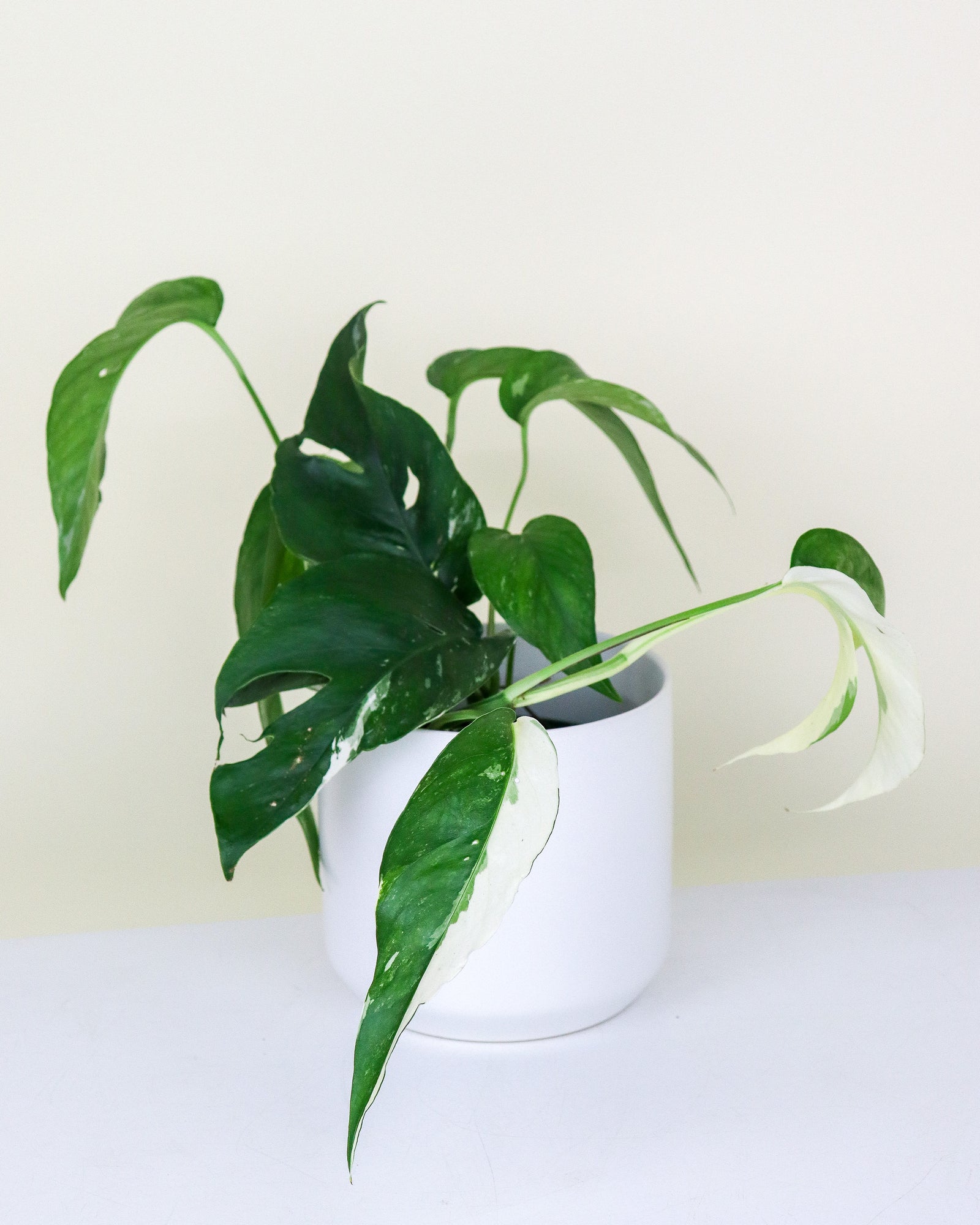 Epipremnum pinnatum «Albo »