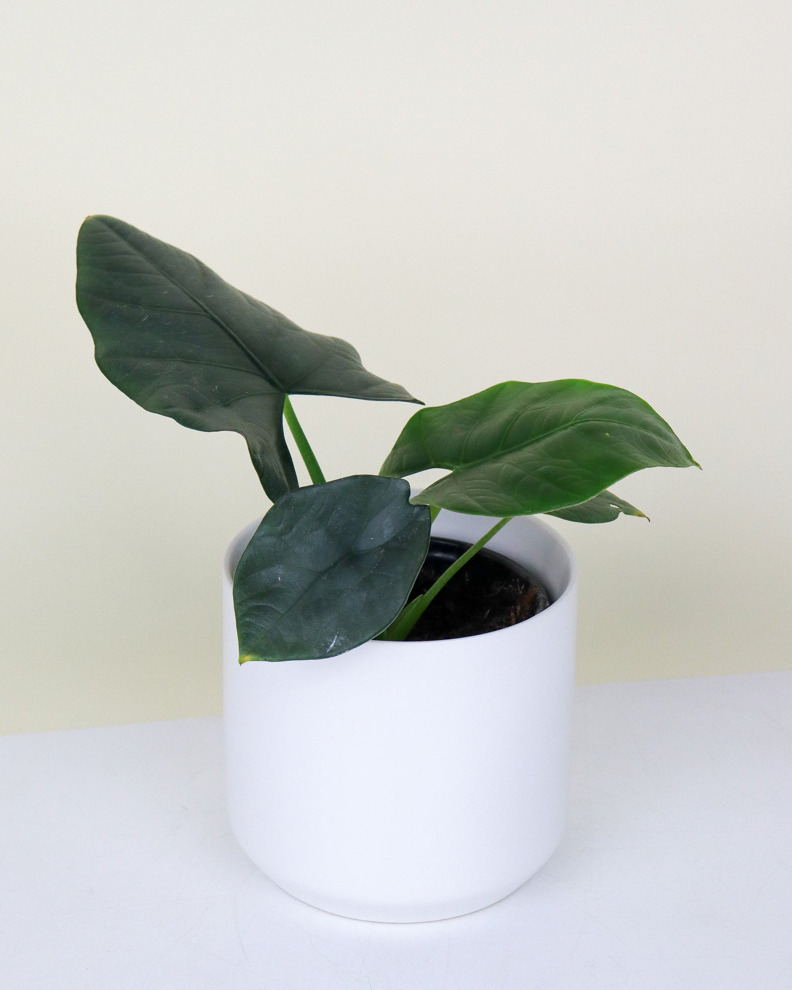 Alocasia Reginea « dark miri »