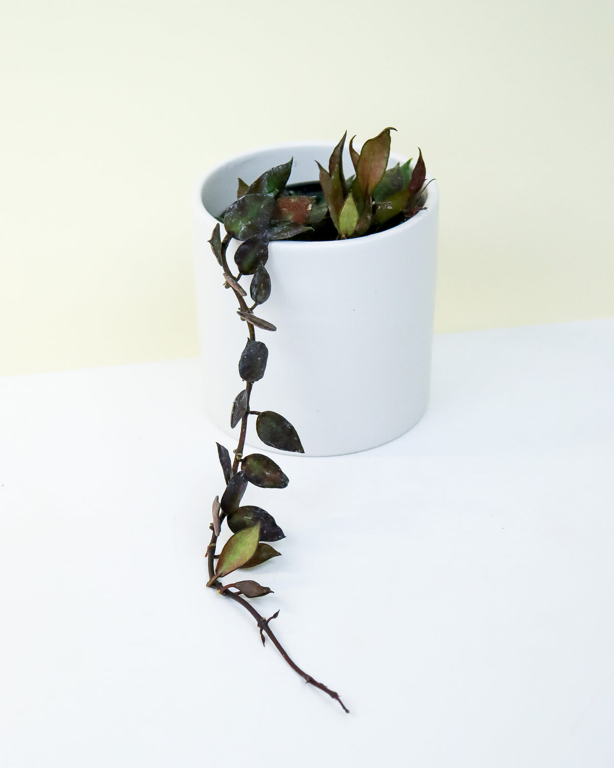 Hoya Krohniana Black