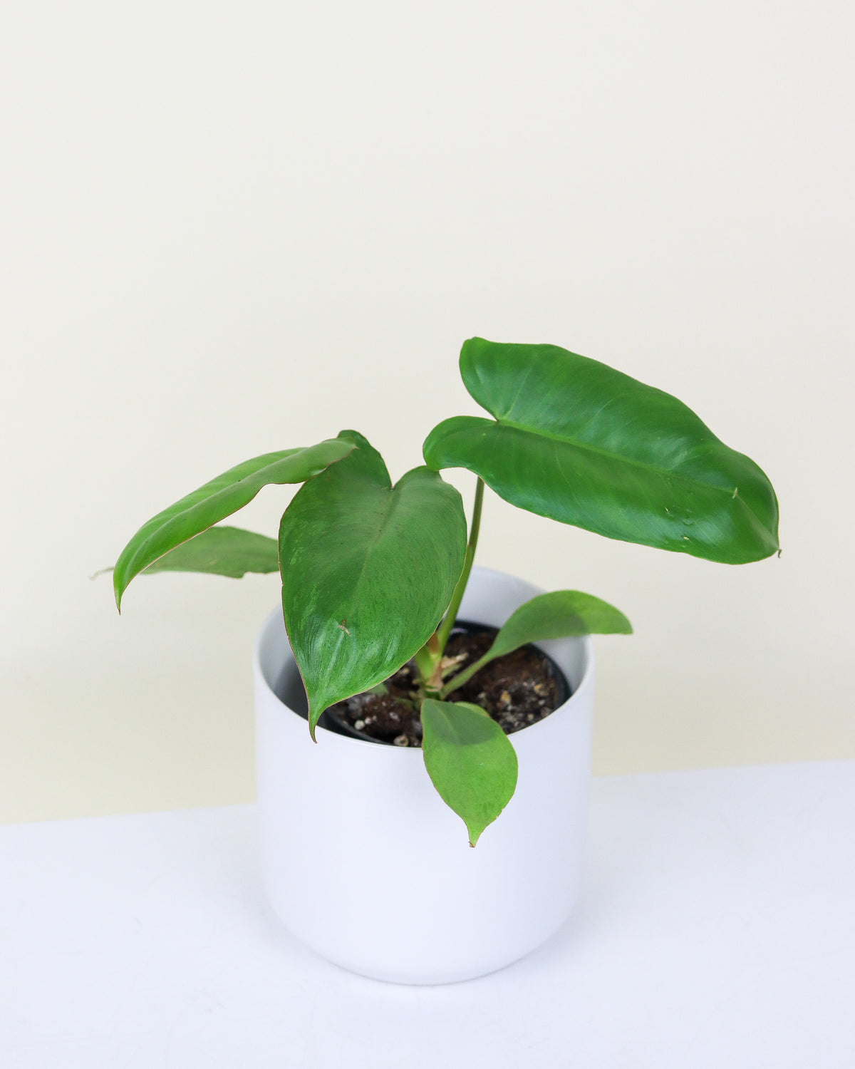 Philodendron Paraiso Verde