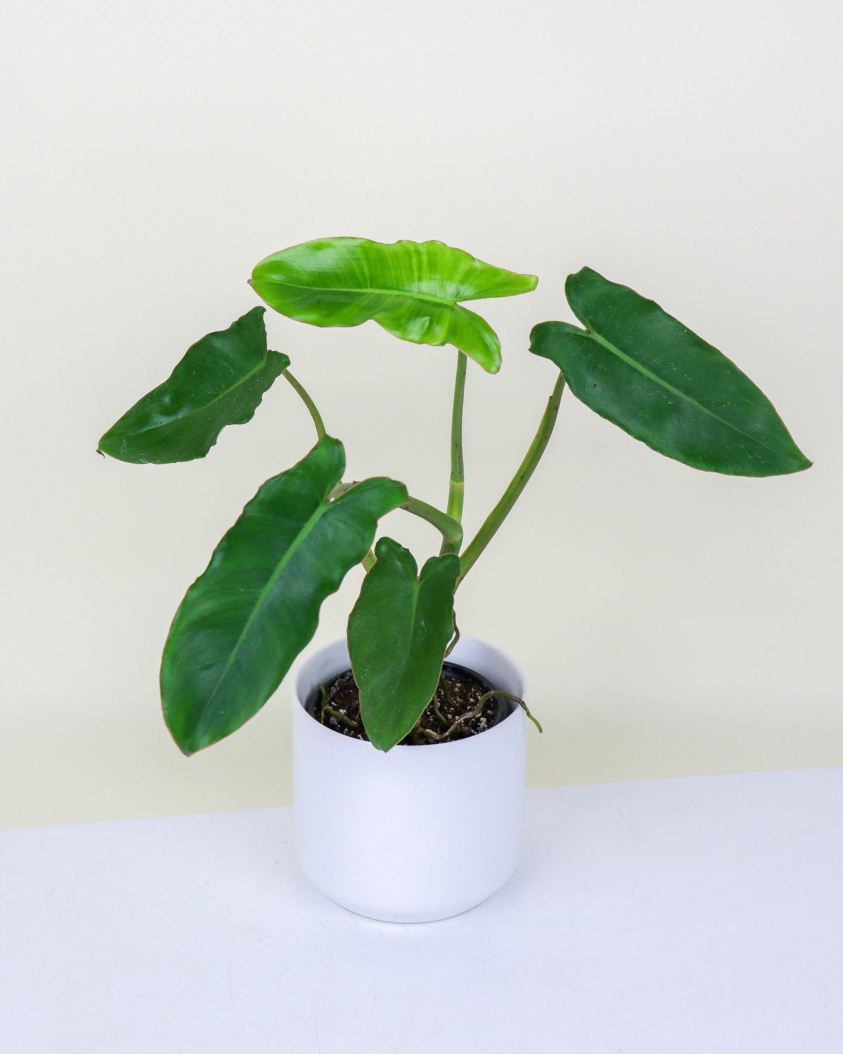 Philodendron Paraiso Verde
