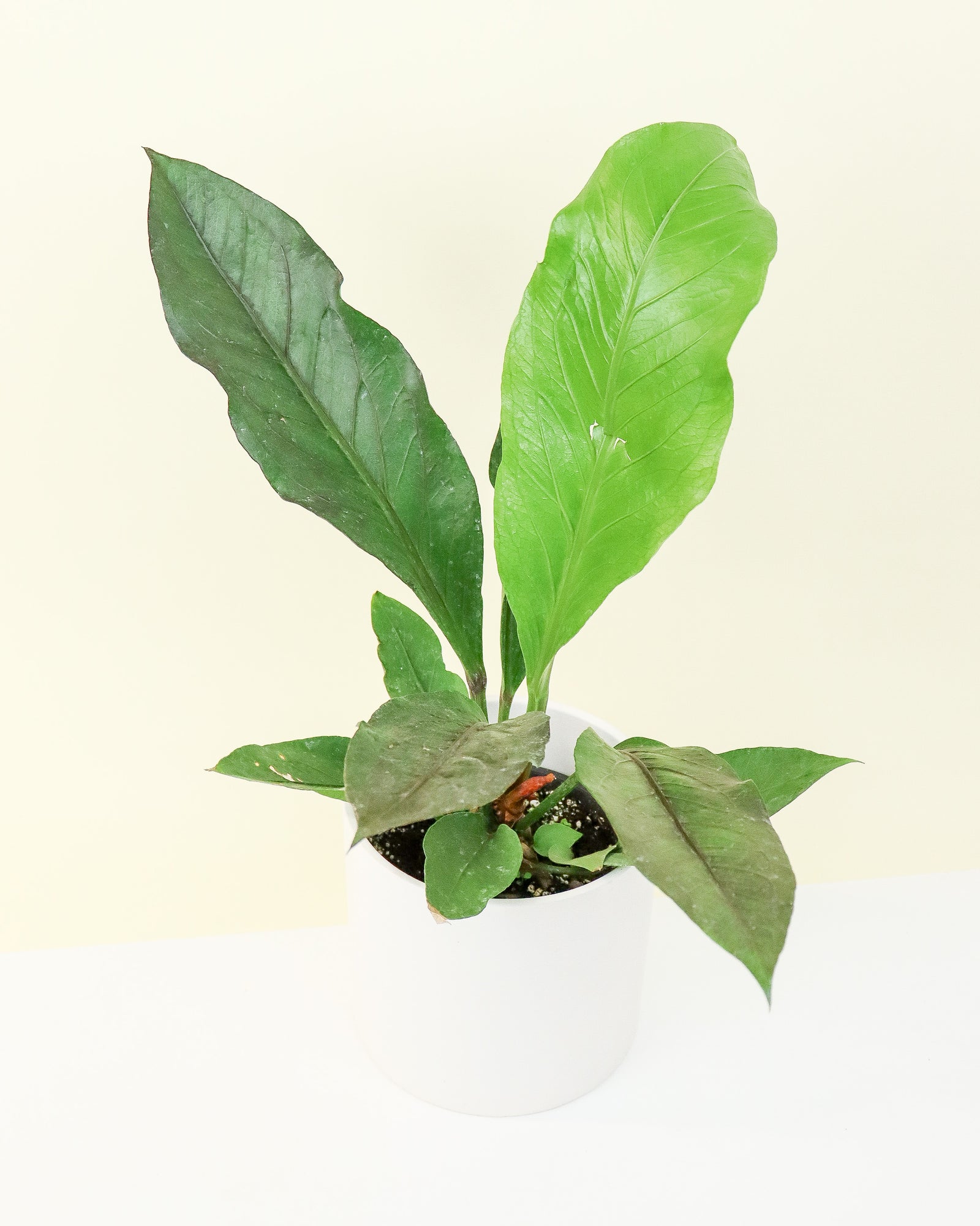 Anthurium Red Bird