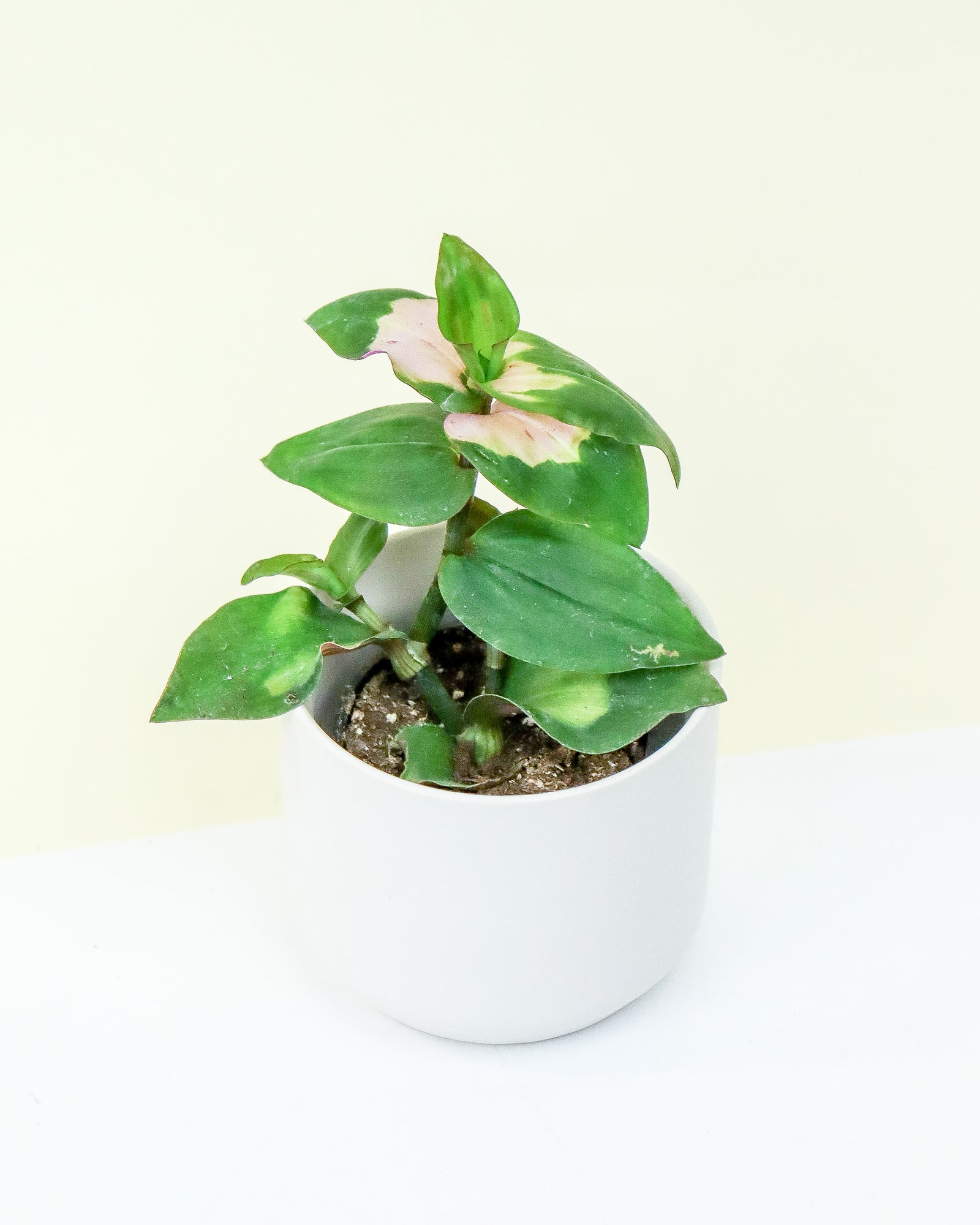 Tradescantia Blushing Bride