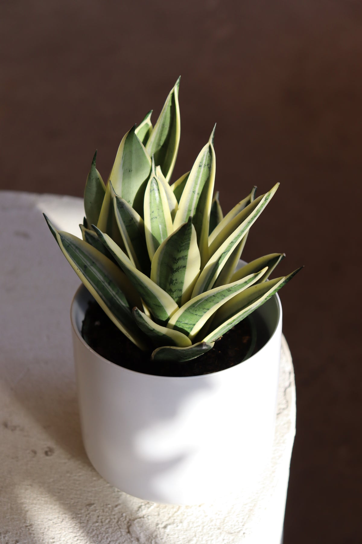 Sansevieria « Marble Star »