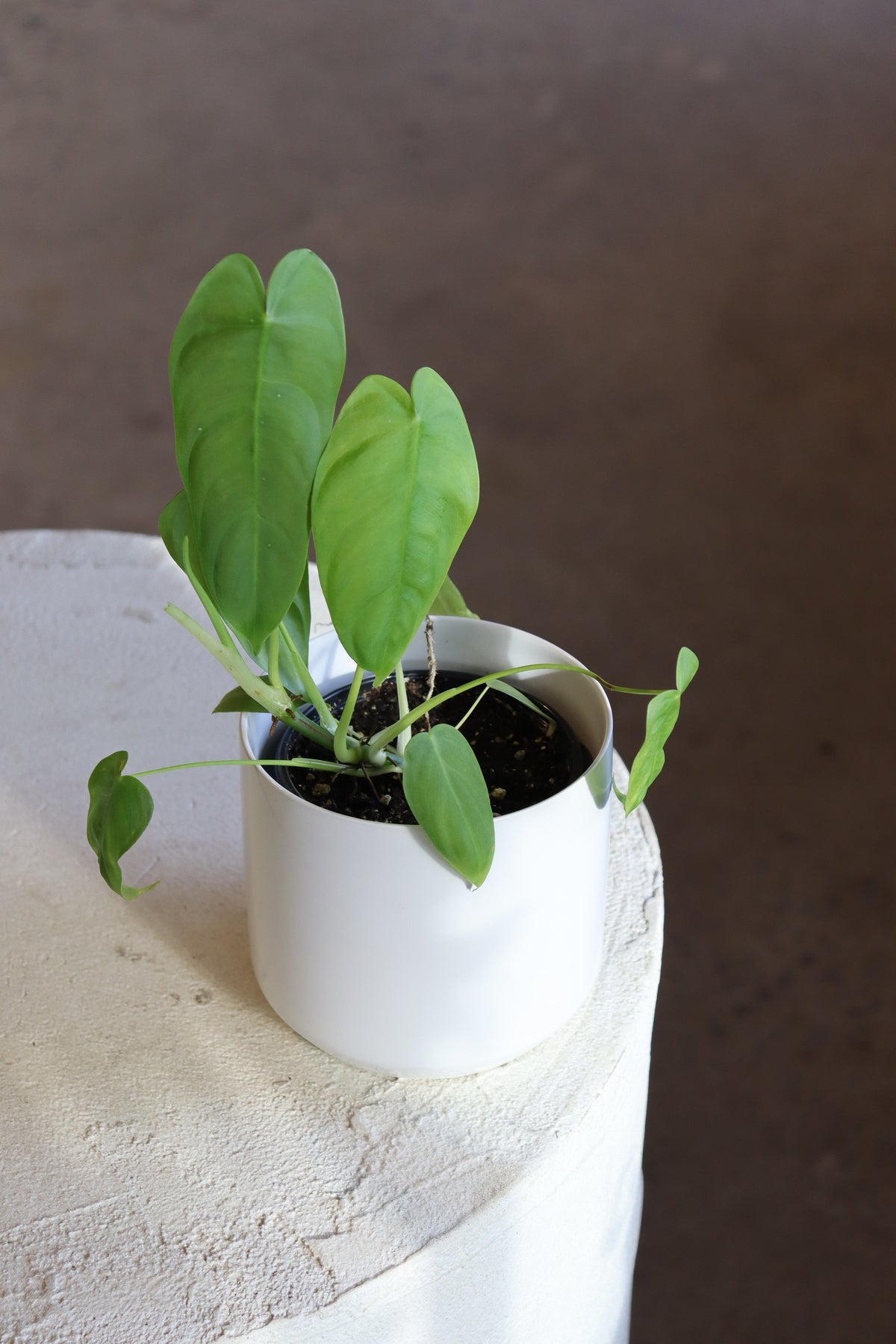 Philodendron Sharoniae
