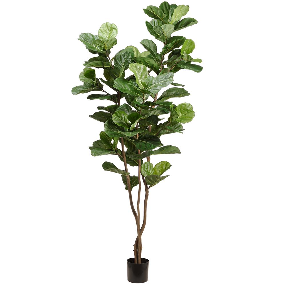 Ficus Lyrata sur tronc