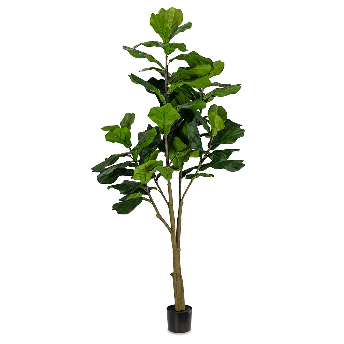 Ficus Lyrata sur tronc