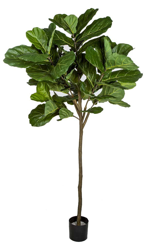 Ficus Lyrata sur tronc
