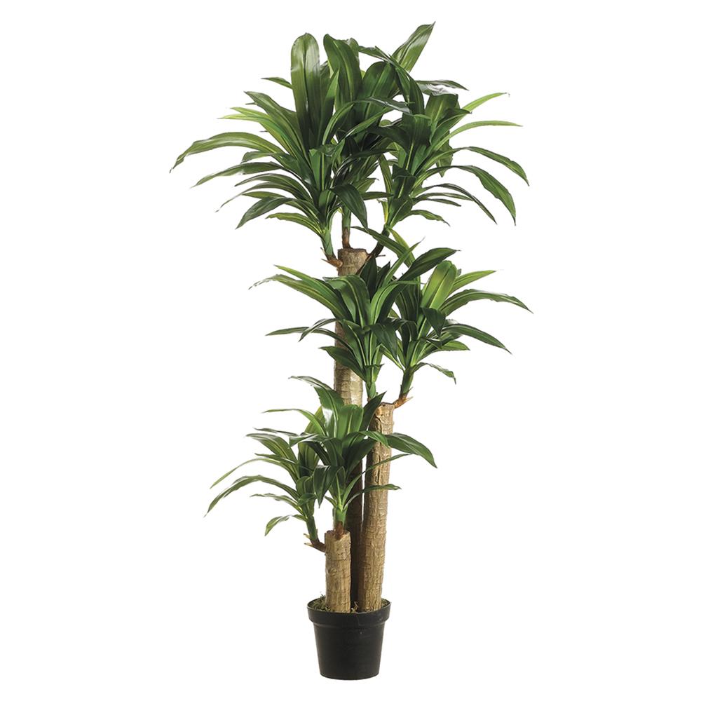 Dracaena Massengena
