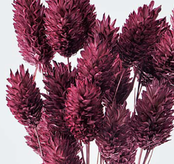 Bouquet de fleurs séchées