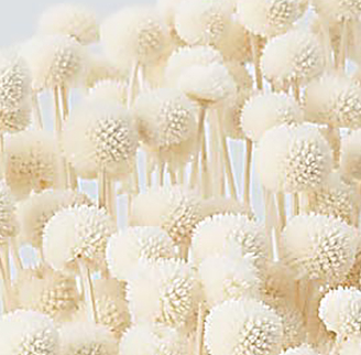 Bouquet de fleurs séchées
