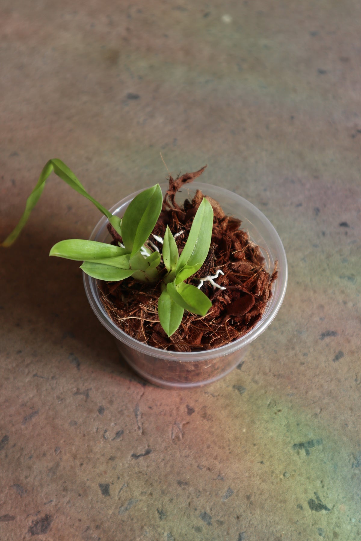 Orchidée Oncidium « Sharry Baby » (Sweet Fragrance)