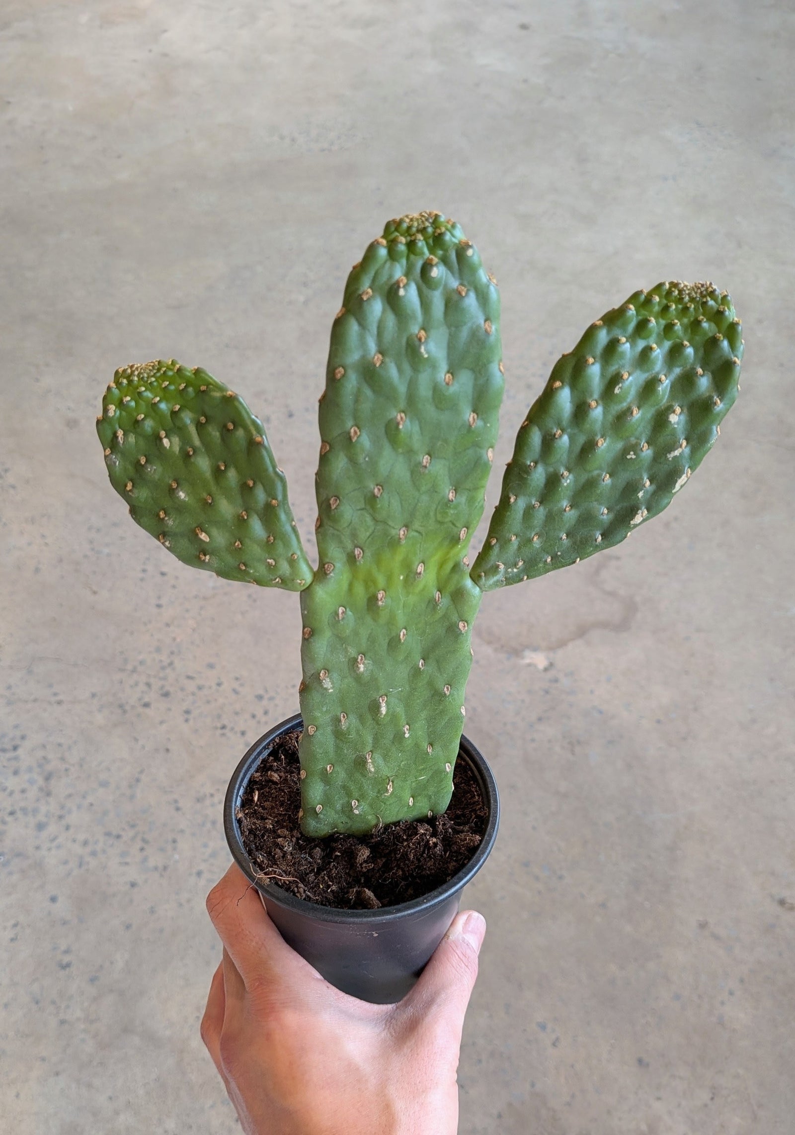 Consolea Rubescens « Cactus Cowboy »