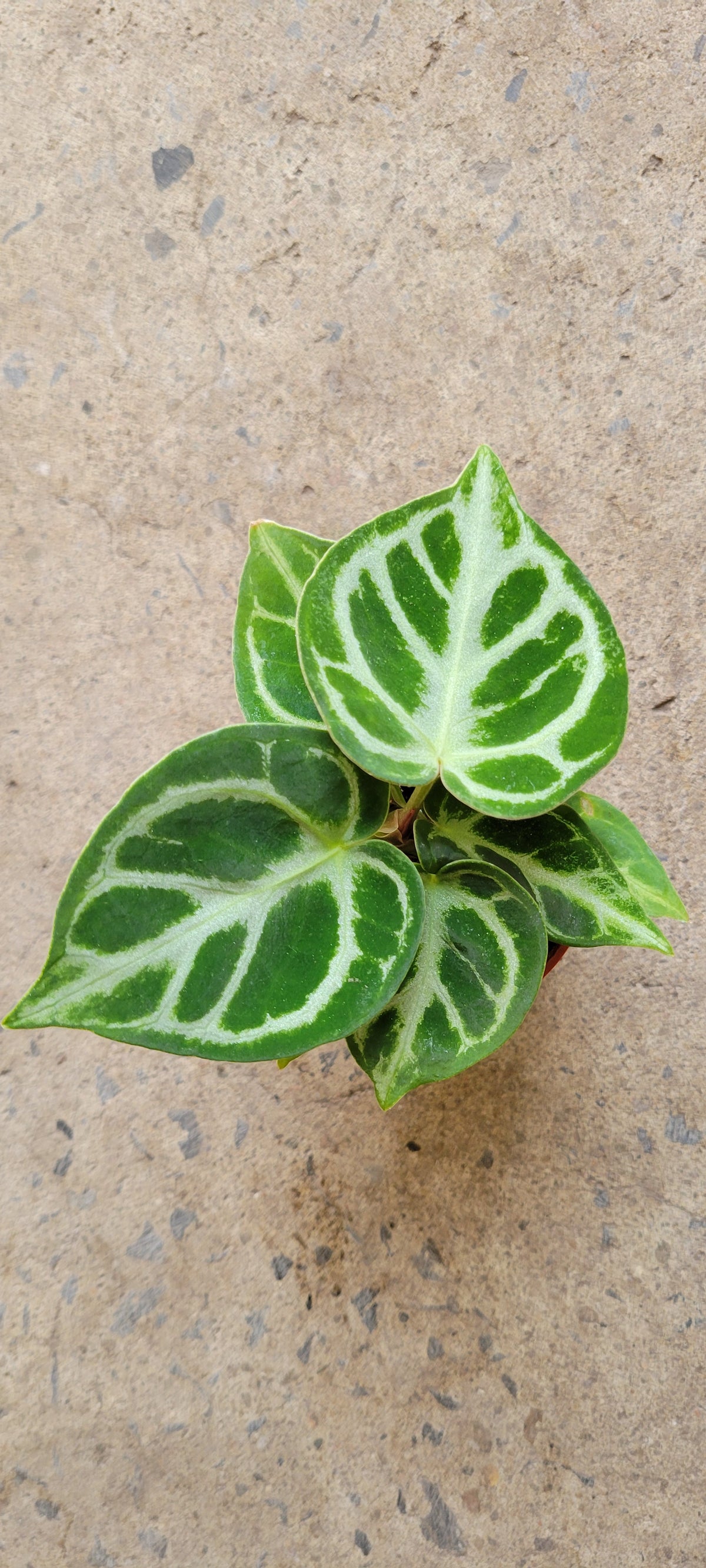 Anthurium Doryaki