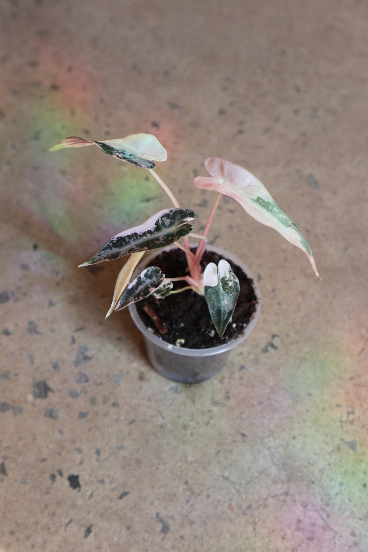 Alocasia Bambino Pink