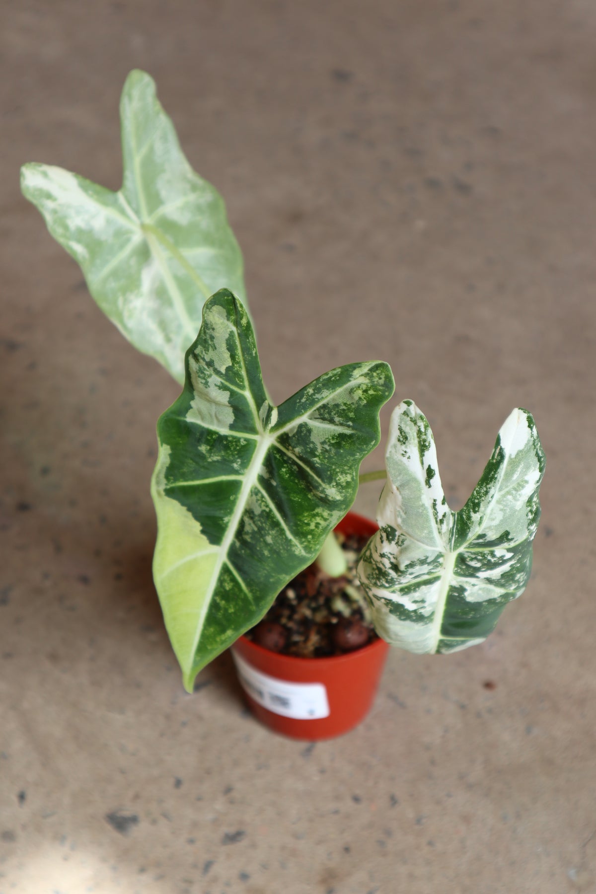 Alocasia « Frydek Variegata »