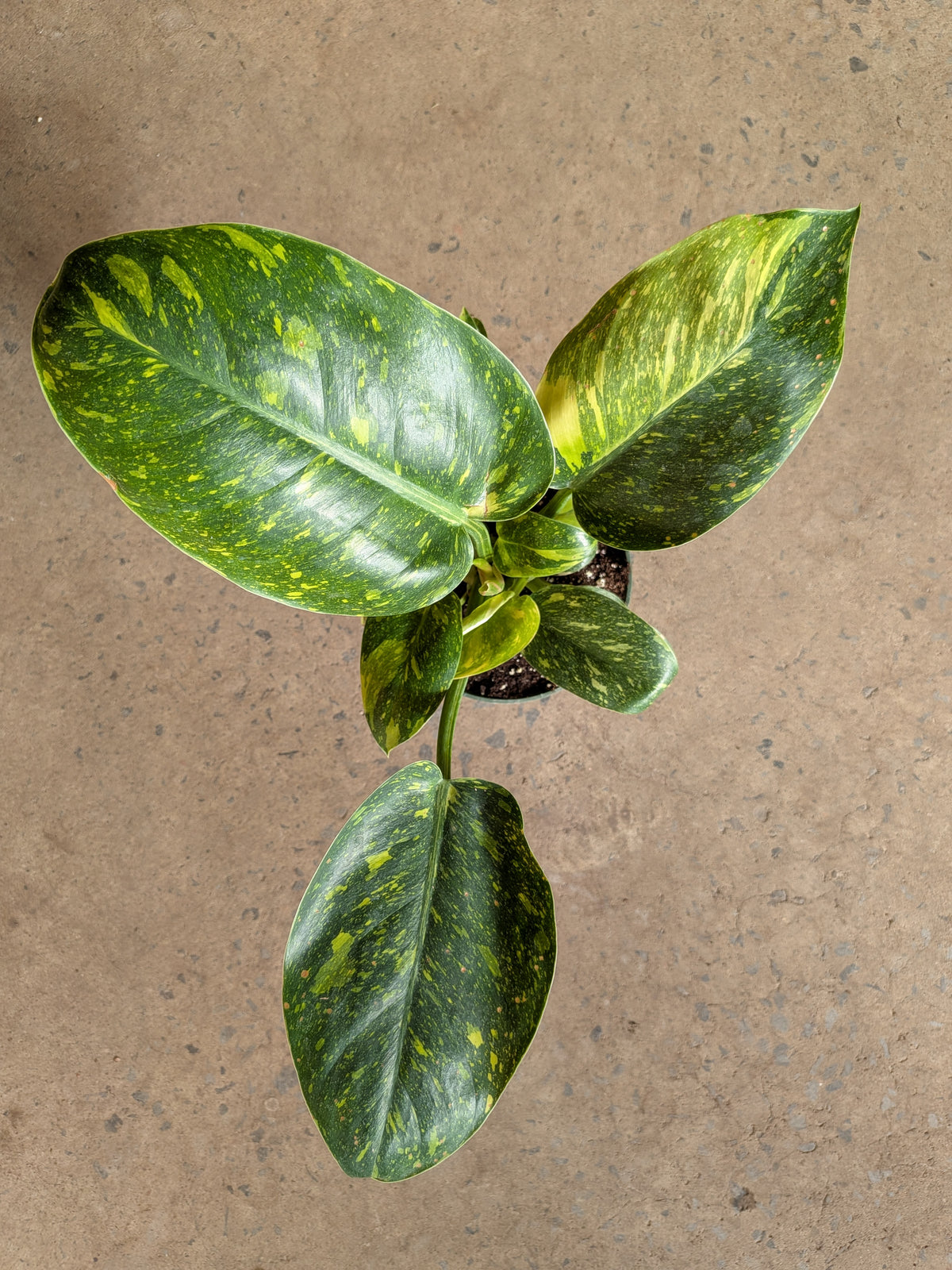 Philodendron Congo Nuclear