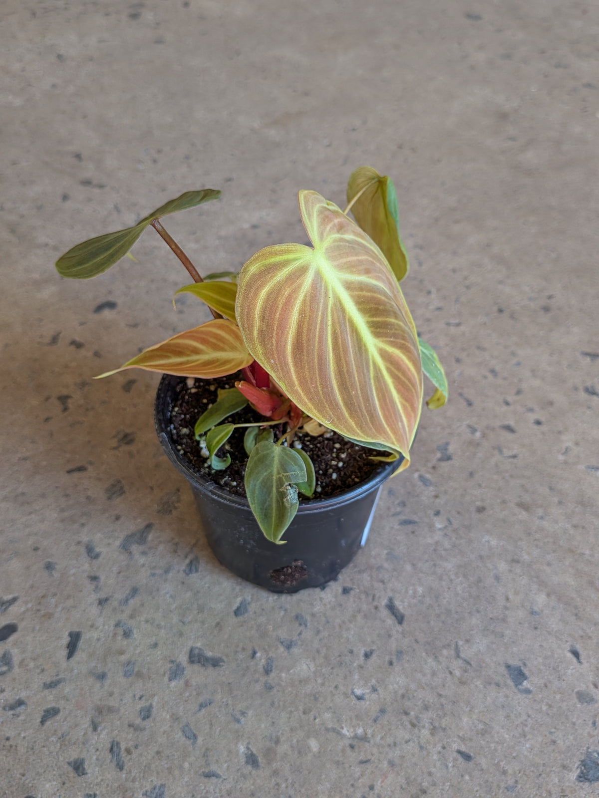 Philodendron sp. «El Choco Red »