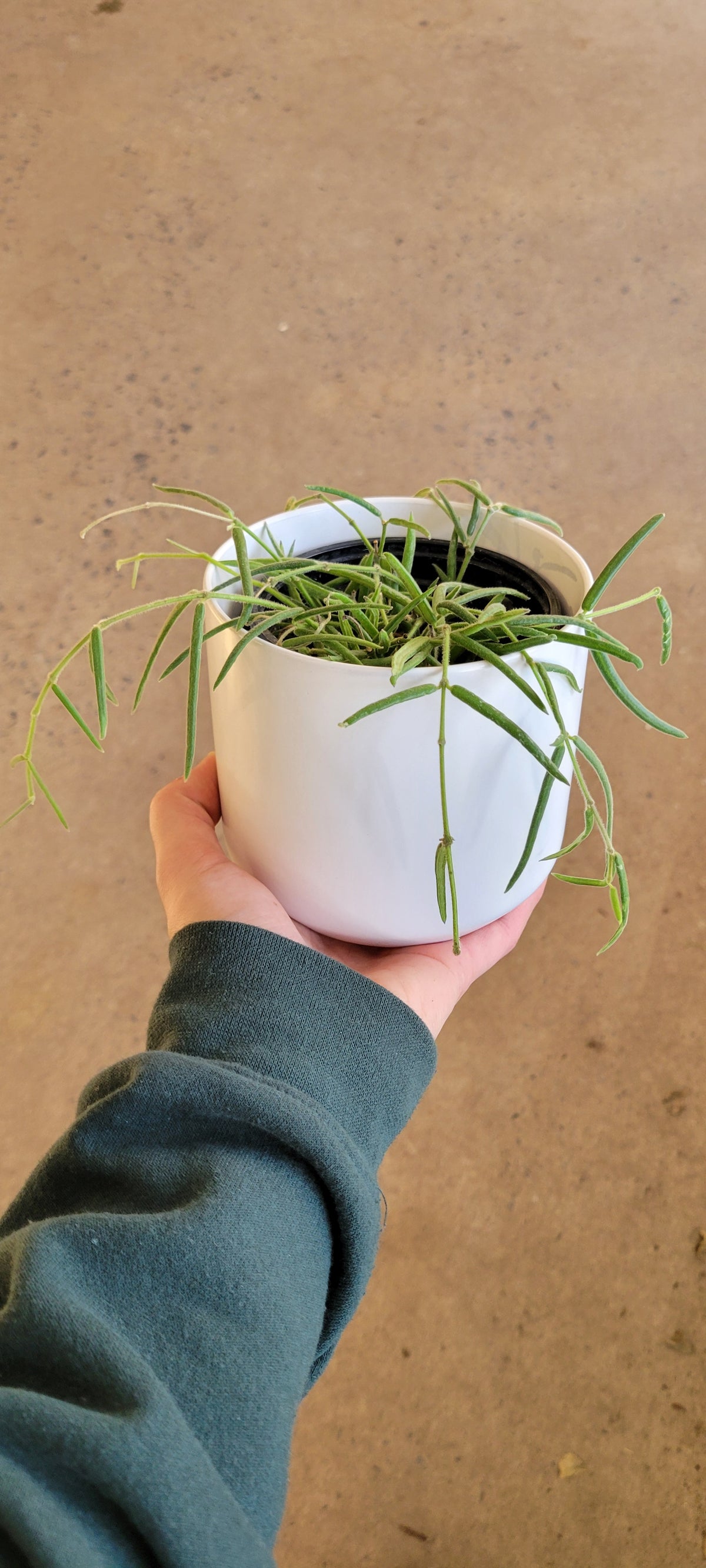 Hoya linearis