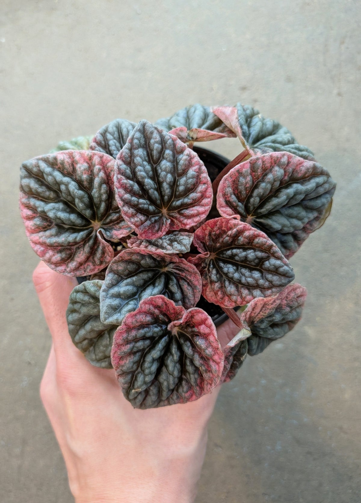 Peperomia caperata «abricot»