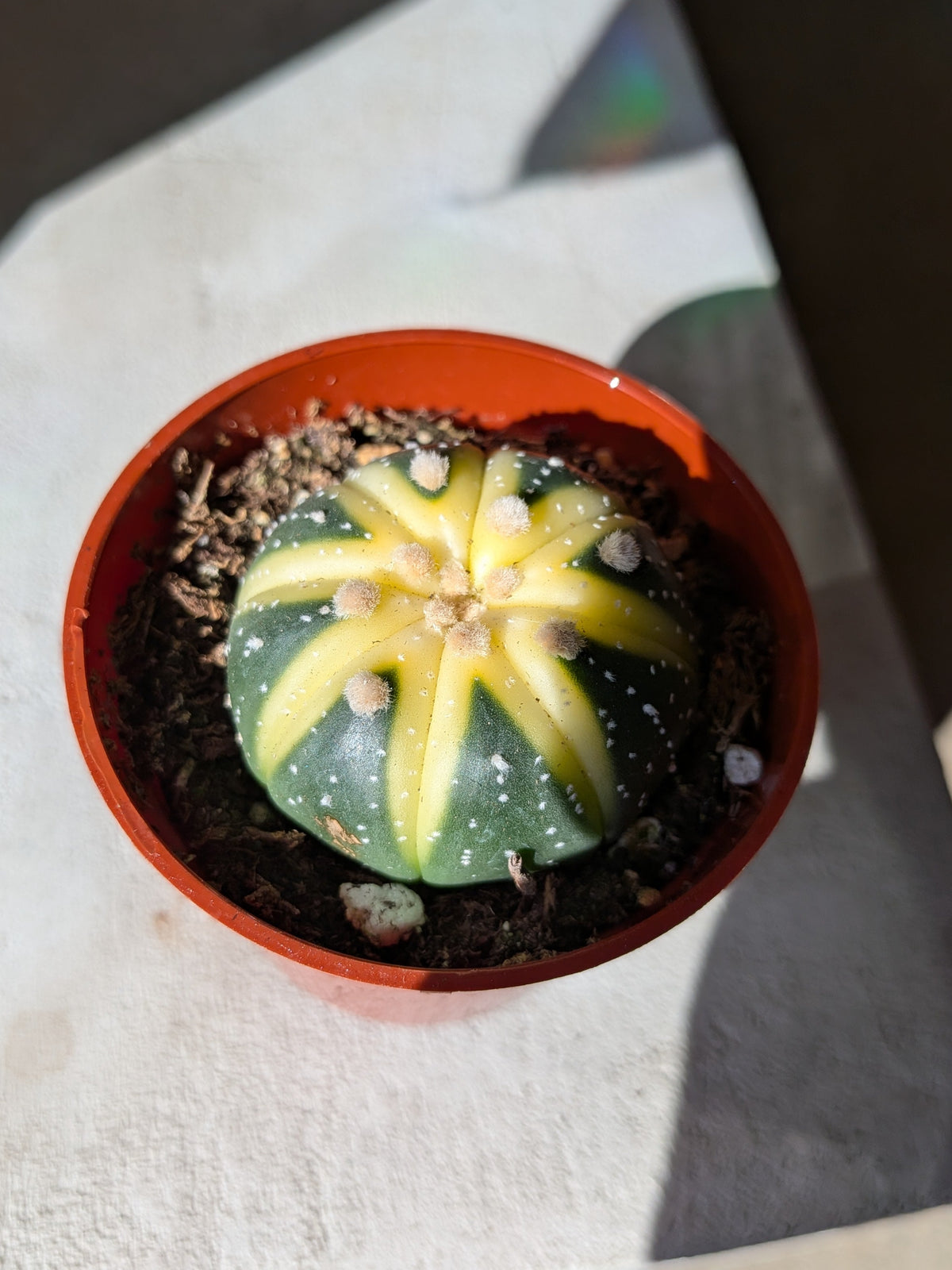 Astrophytum asterias « Nishiki »