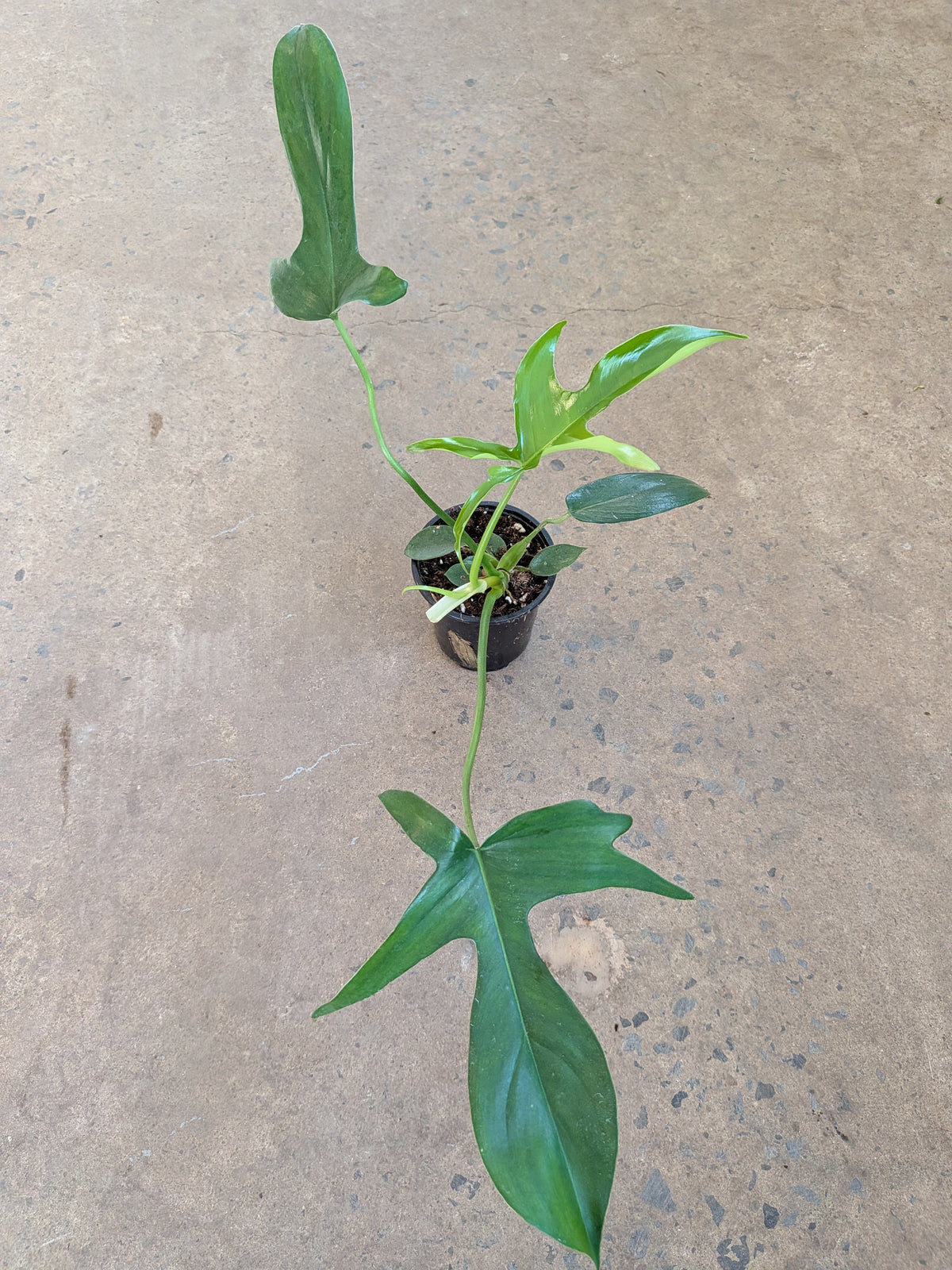 Philodendron Pedatum « Glad Hands »