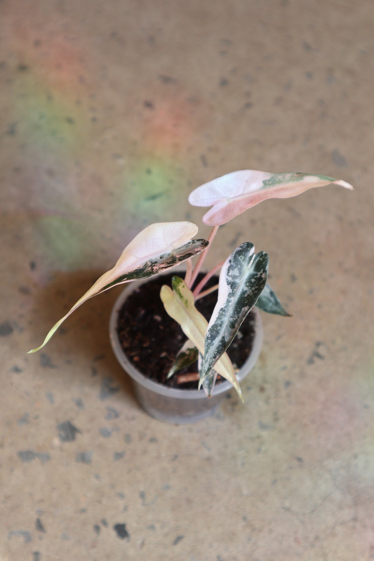 Alocasia Bambino Pink
