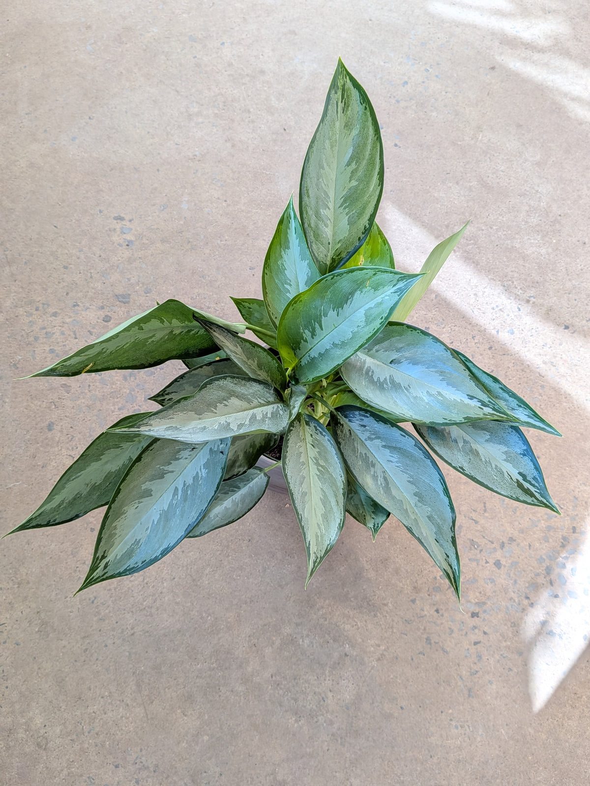 Aglaonema « Silverado »