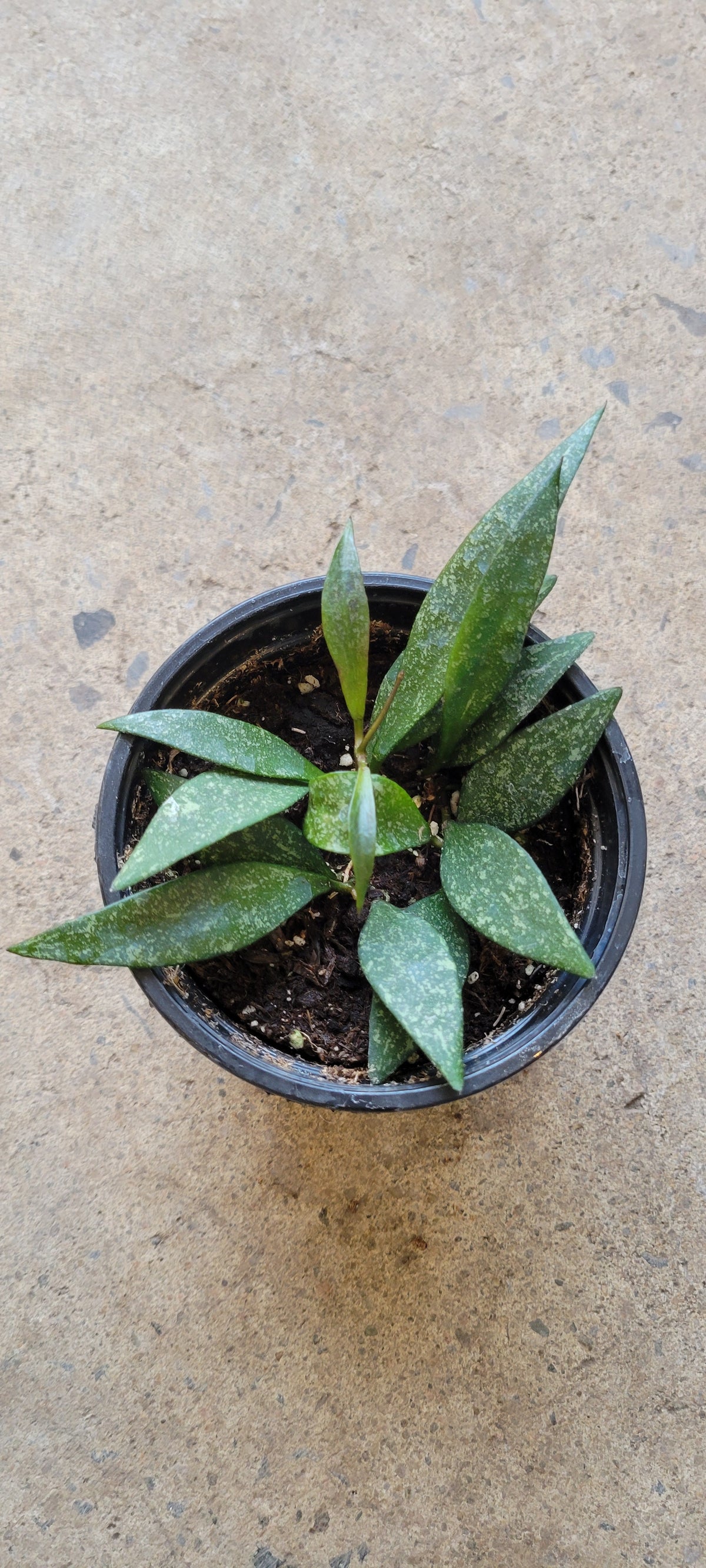 Hoya Parviflora